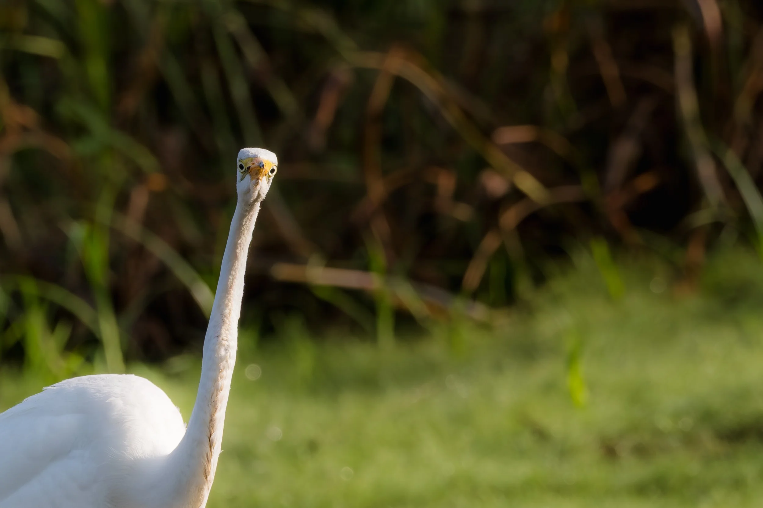 A close-up of a white swan with a long neck, standing outdoors with green grass and dense foliage in the background.