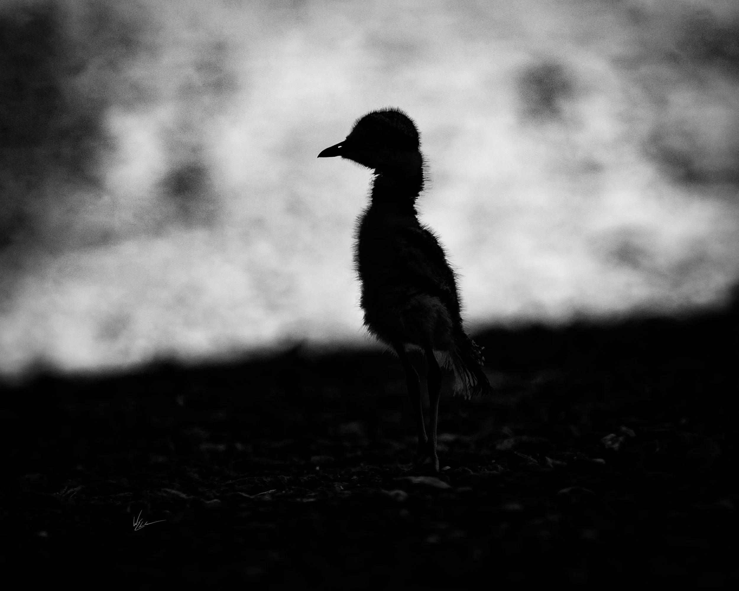 Silhouette of a bird standing on the ground, black feathers and beak, blurred background with light and dark areas.