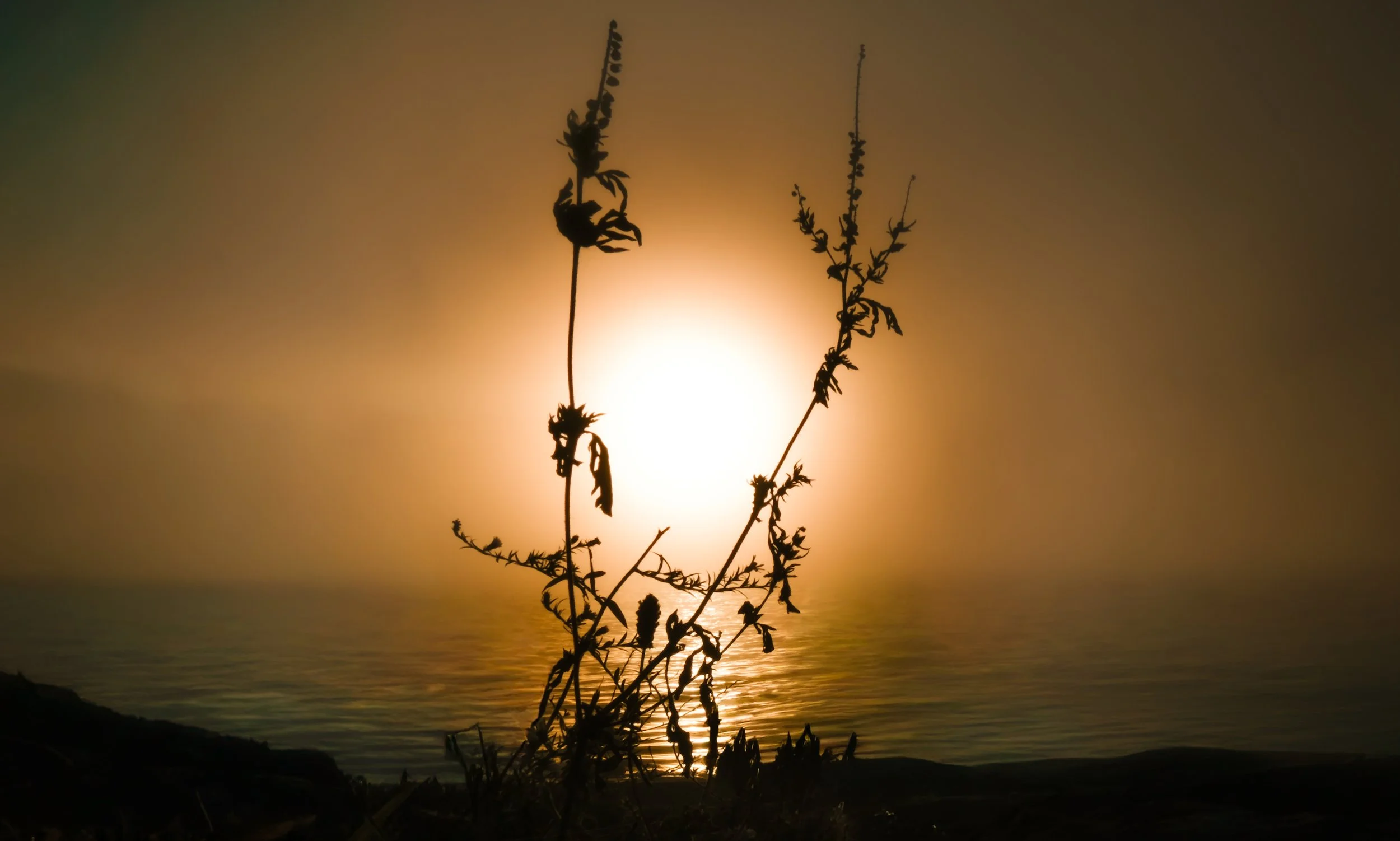 Silhouette of plants against a sunset over water