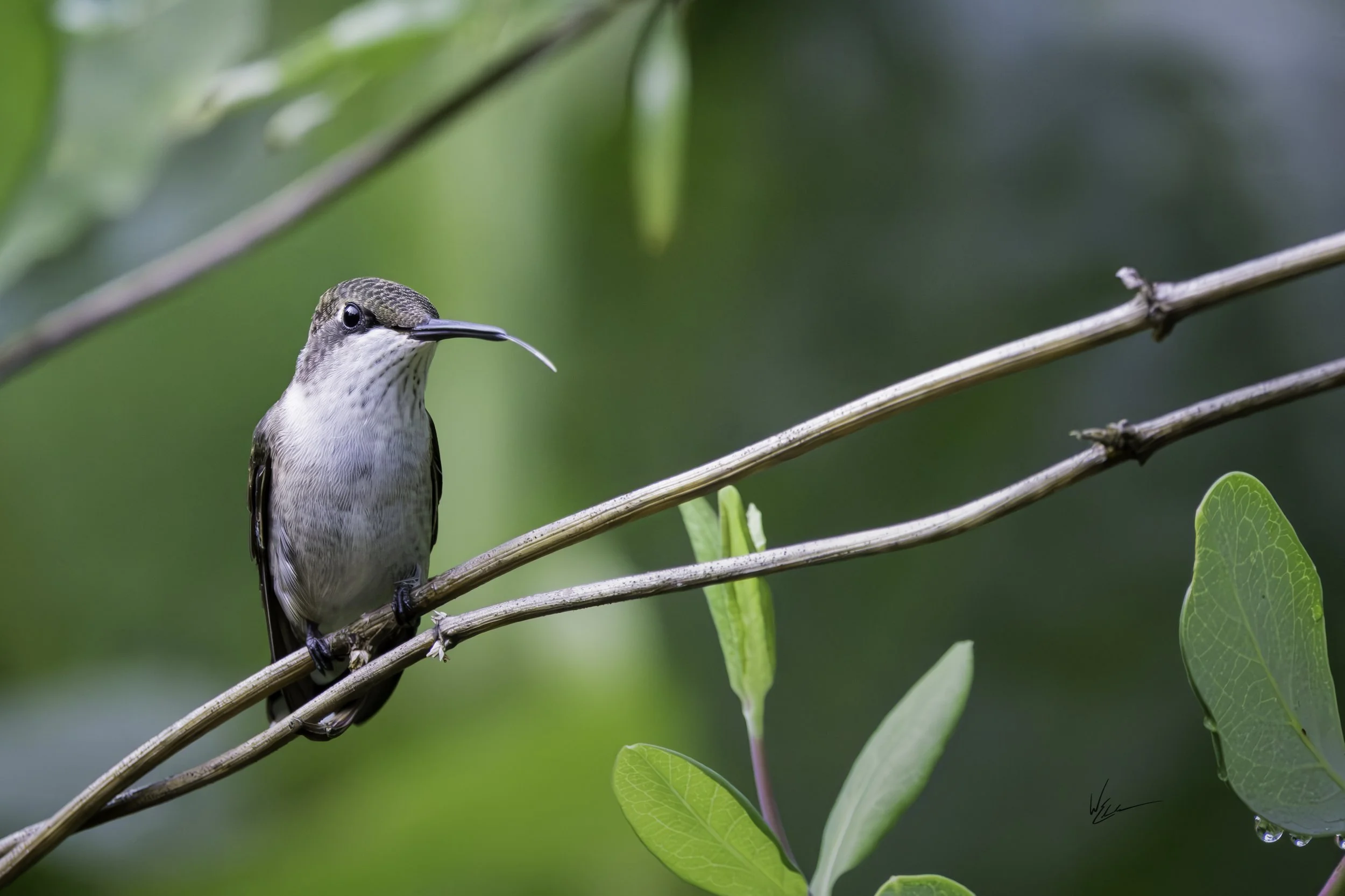 A hummingbird perched on a thin branch with a green blurred background and some green leaves.