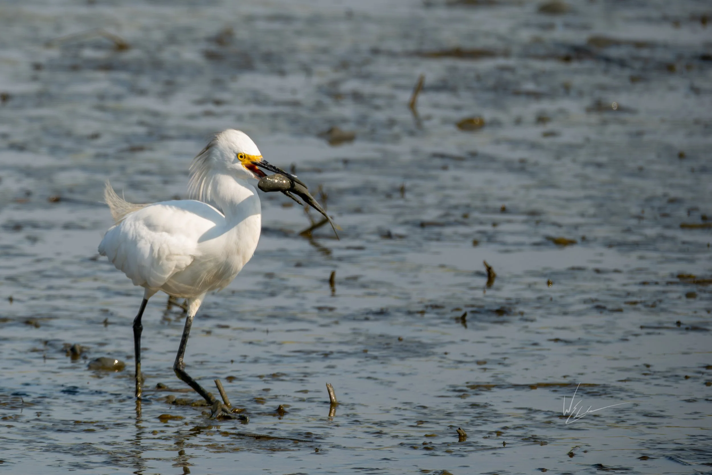 A white egret standing in shallow water holding a fish in its beak.