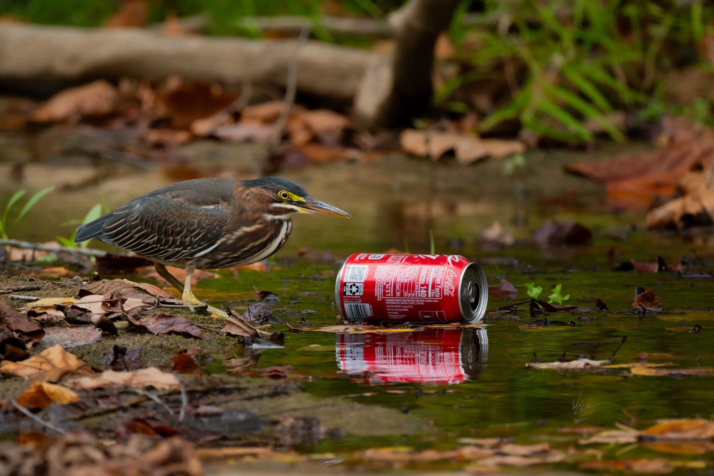 A bird standing on a muddy shore near a small body of water with dry leaves, observing a toppled red Coca-Cola can in the water.