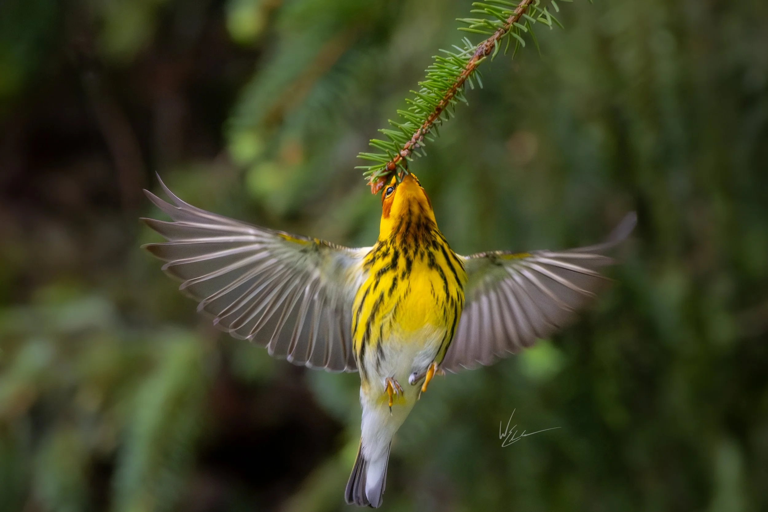 A yellow bird with black streaks on its chest, hanging upside down on a green pine cone branch with outstretched wings.