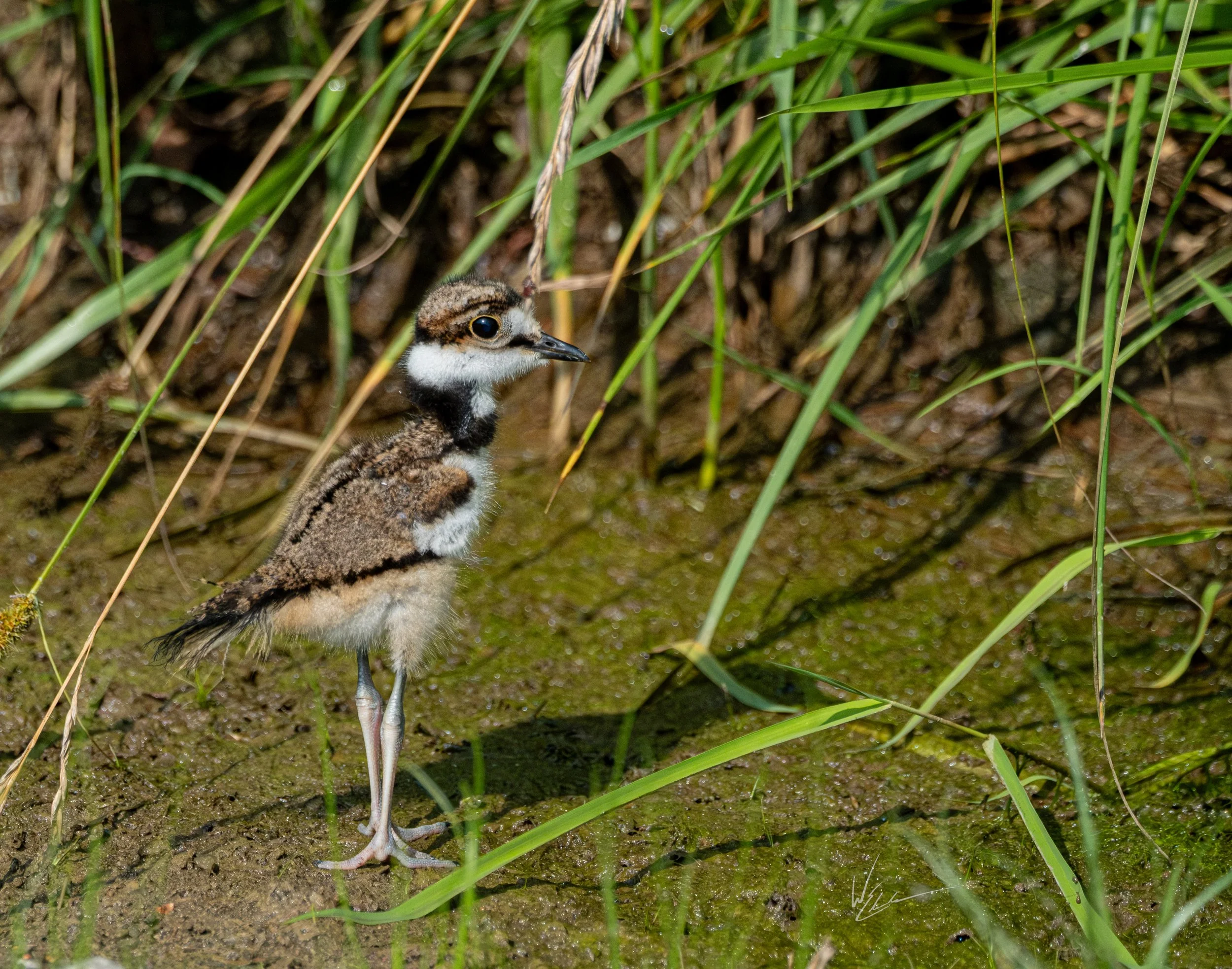 A young bird standing on muddy ground amidst green reeds.