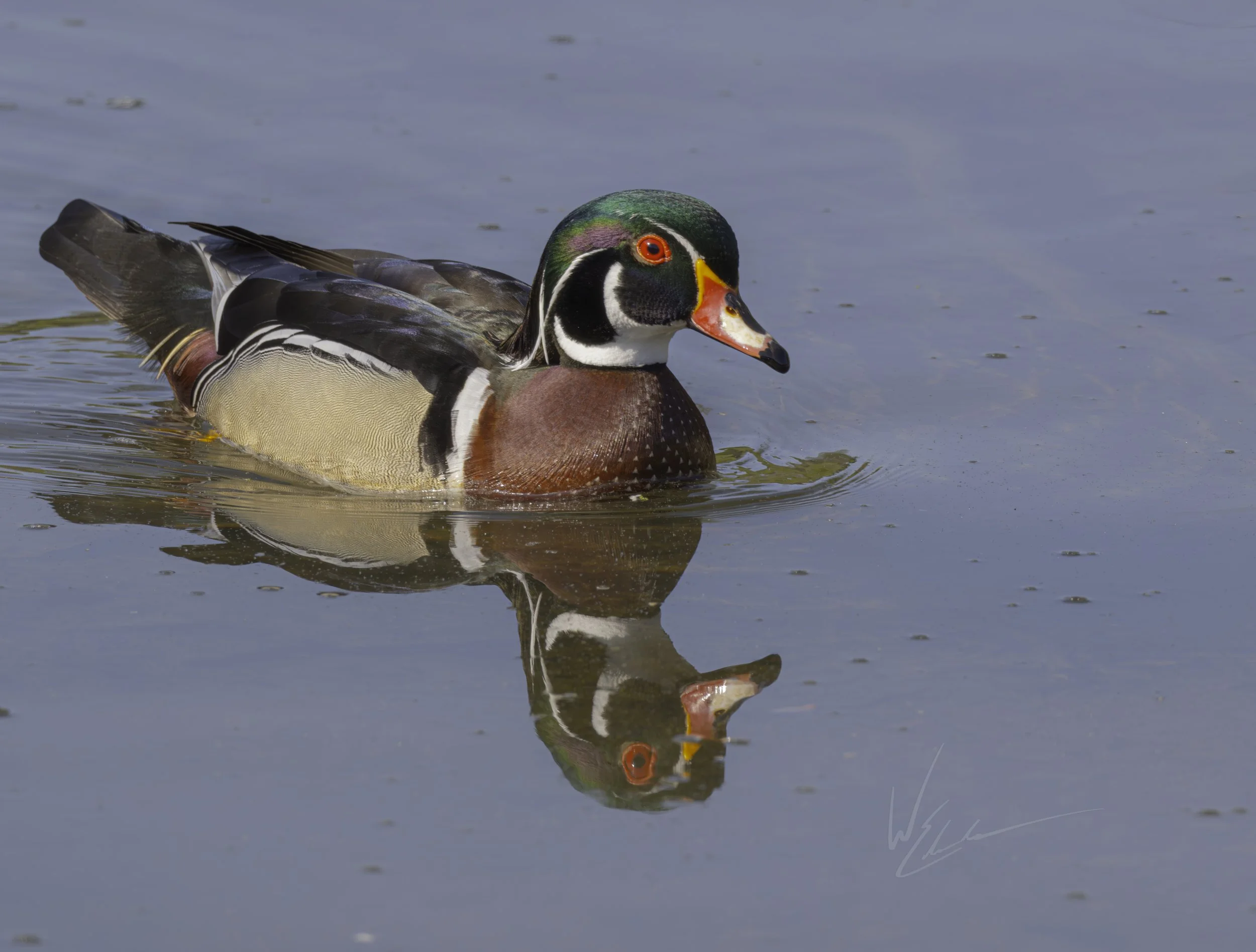 A colorful male American wood duck swimming on calm water with its reflection visible.