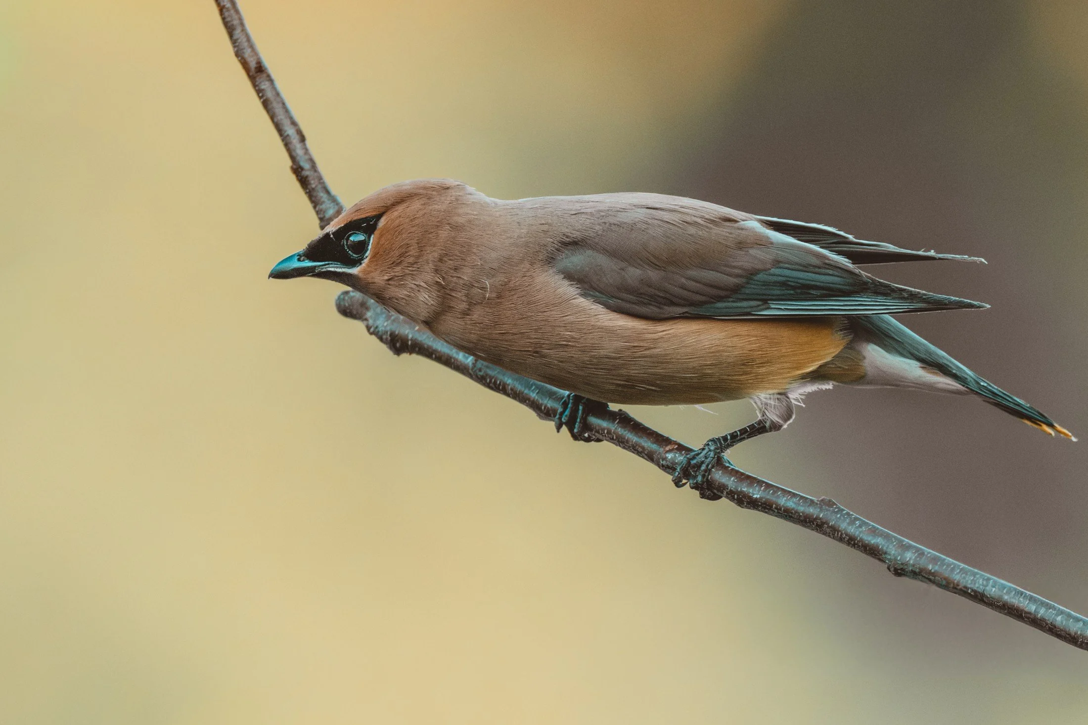 Cedar Waxwing
Bombycilla cedrorum

Smooth plumage and a dark mask make a simple branch feel sculptural.

Did you know? This fruit specialist can live on fruit alone for several months.
