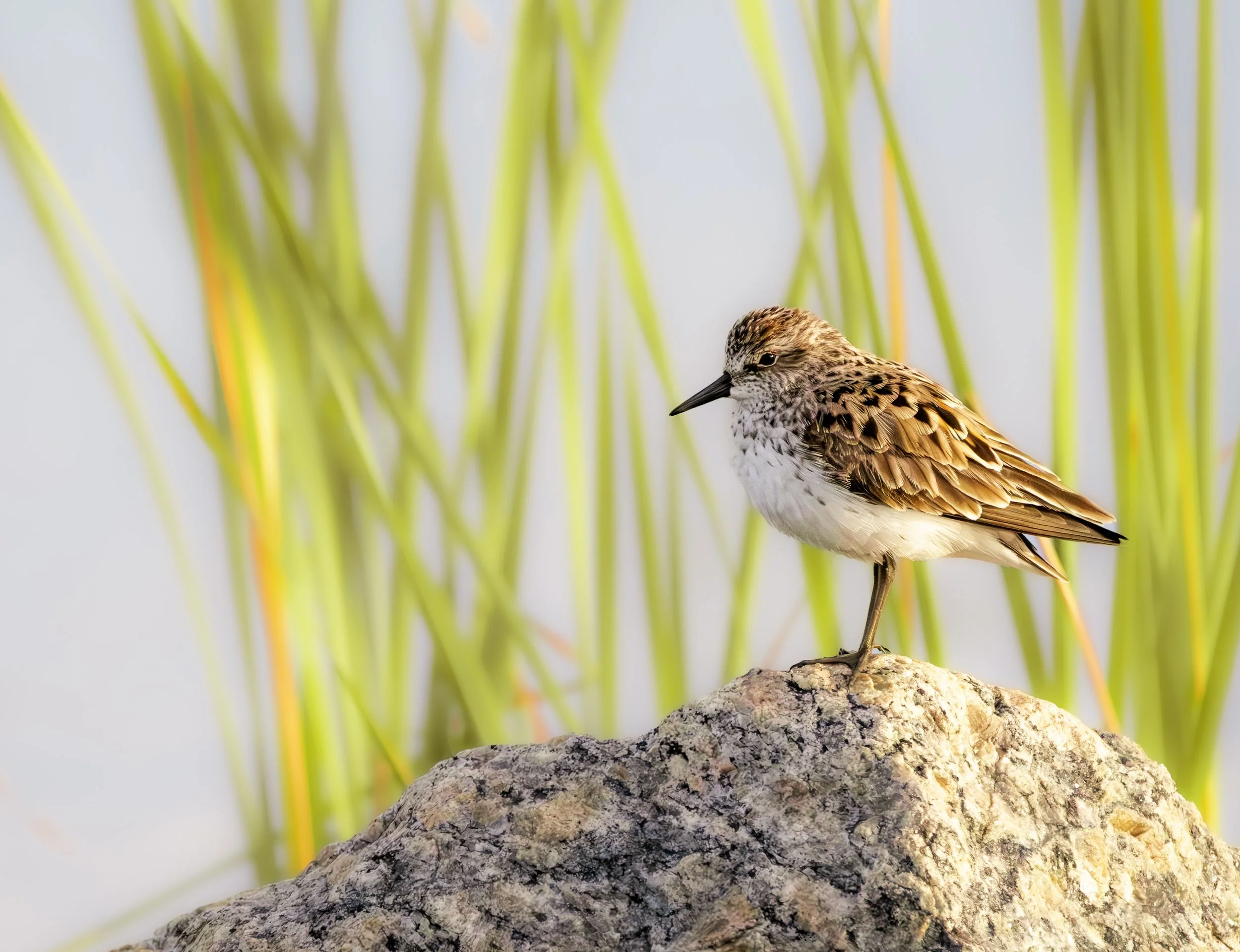 A small bird with brown and white feathers standing on a large rock with green reeds in the background.