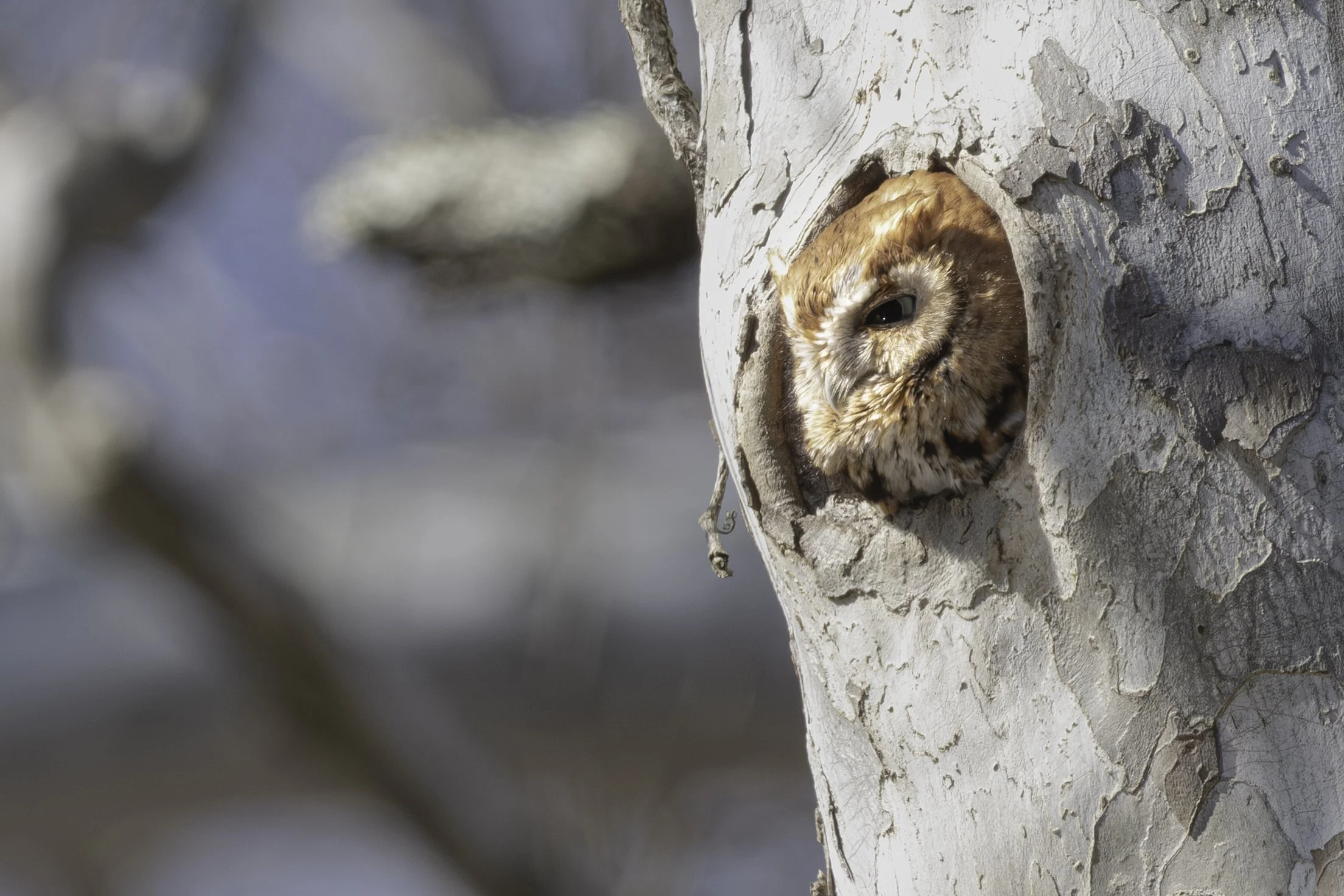 A brown and white owl peeks out of a hollow in a tree trunk.