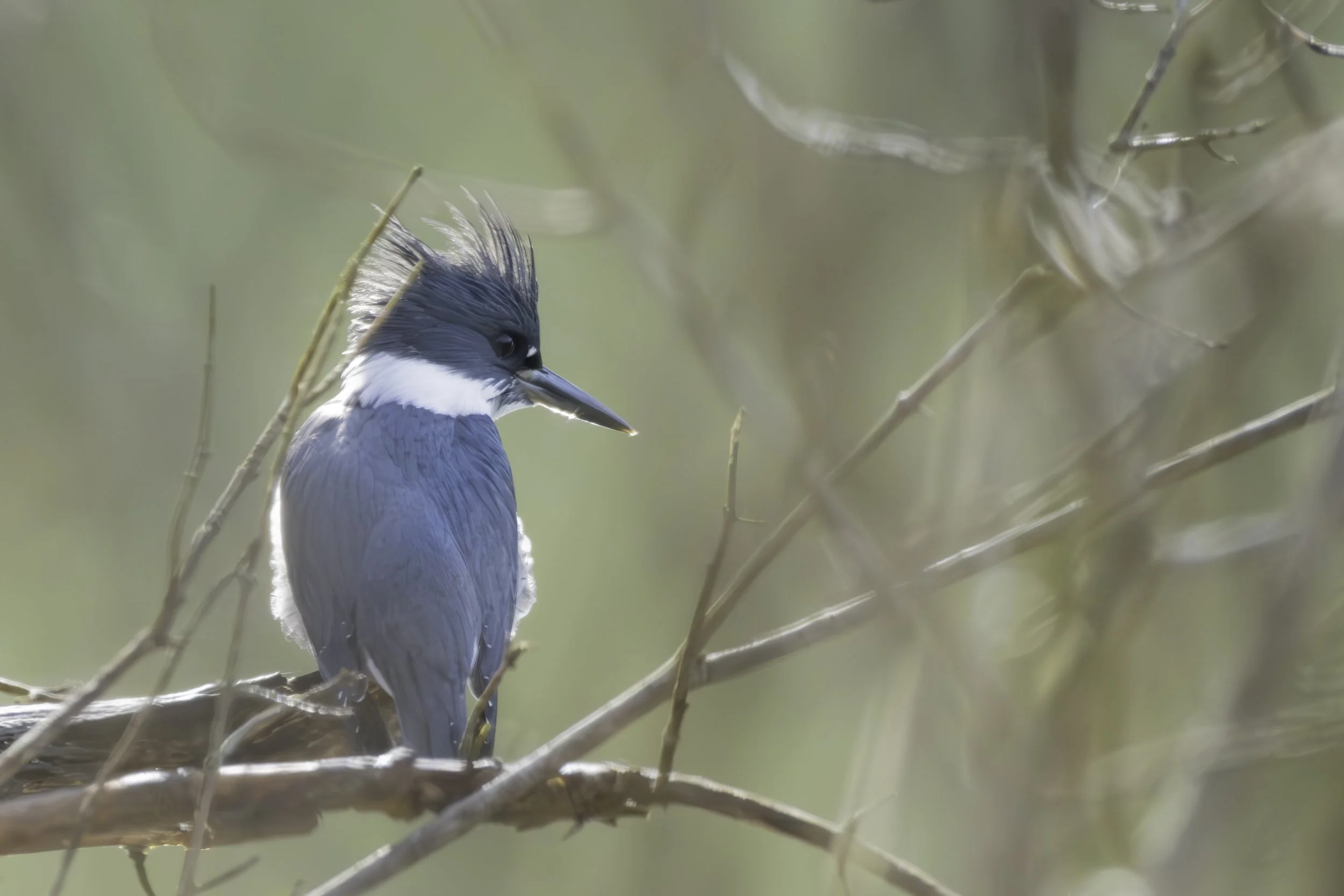 A kingfisher bird with blue and white feathers perched on a branch, surrounded by out-of-focus branches and soft light.
