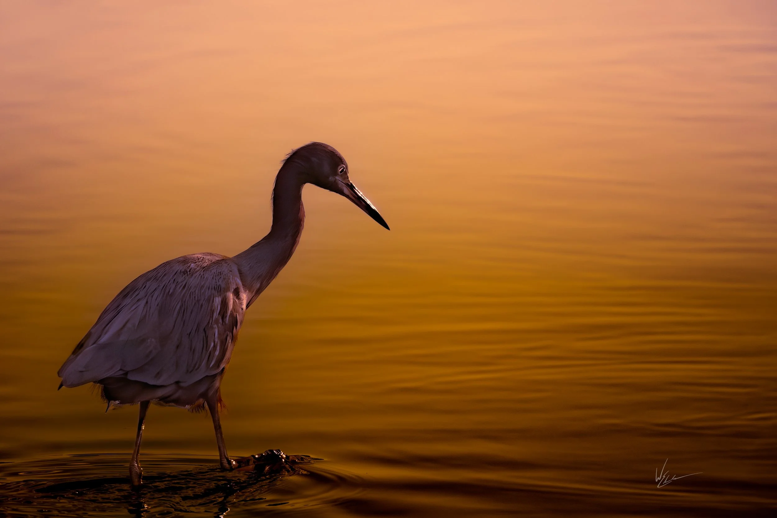 A heron standing in shallow water at sunset with a calm, orange-hued sky reflected on the water.