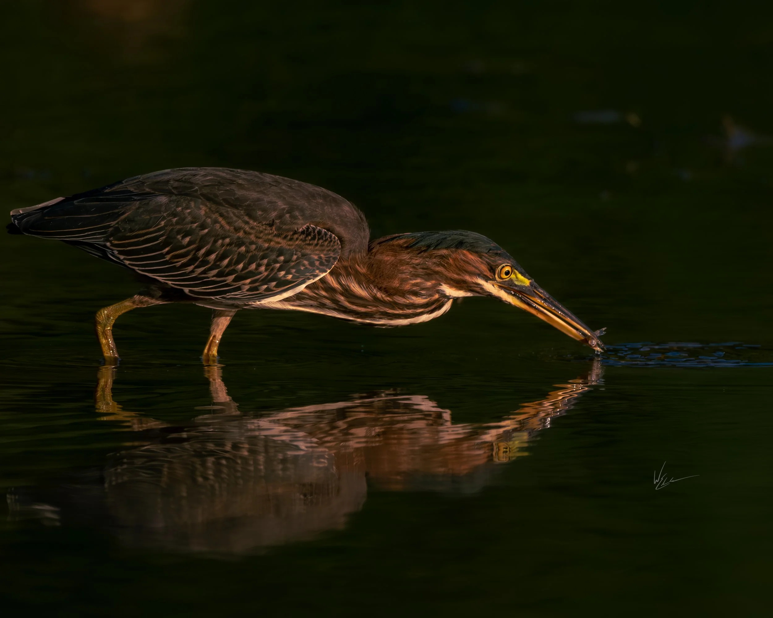 A heron standing in water, with its beak submerged catching fish, reflecting in the water.