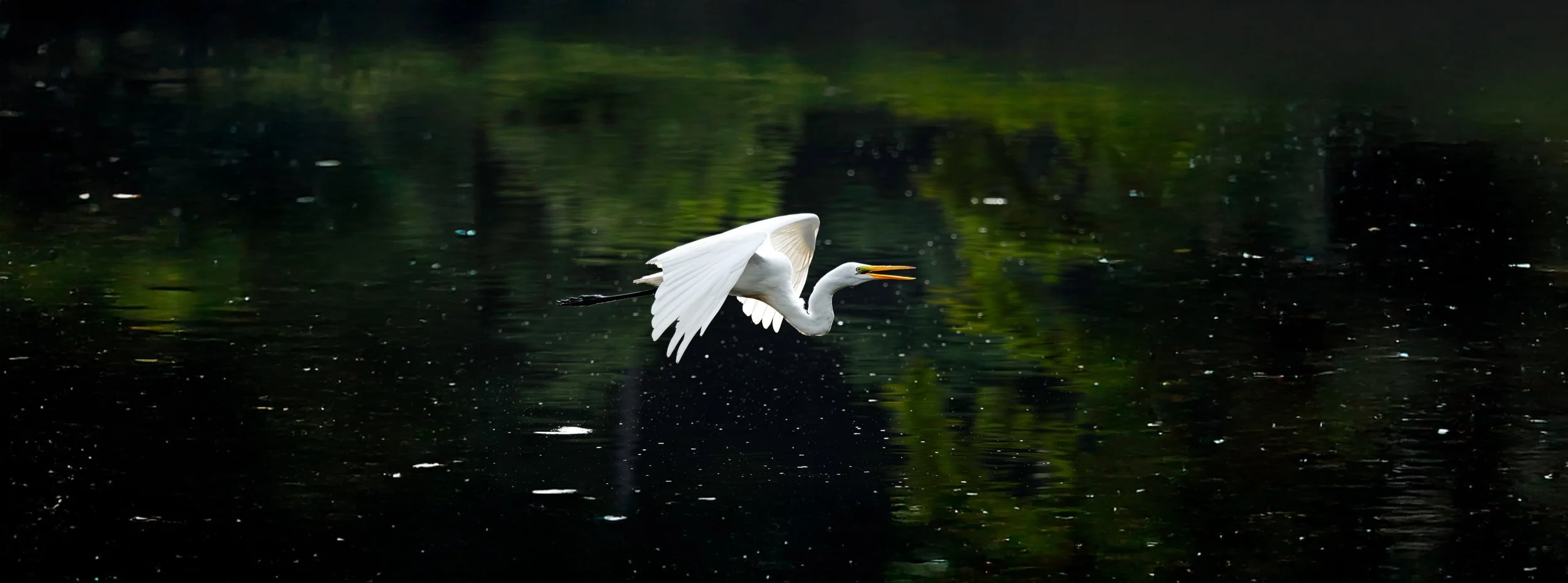 A white heron flying over a dark water body, with a reflection of green foliage in the water.