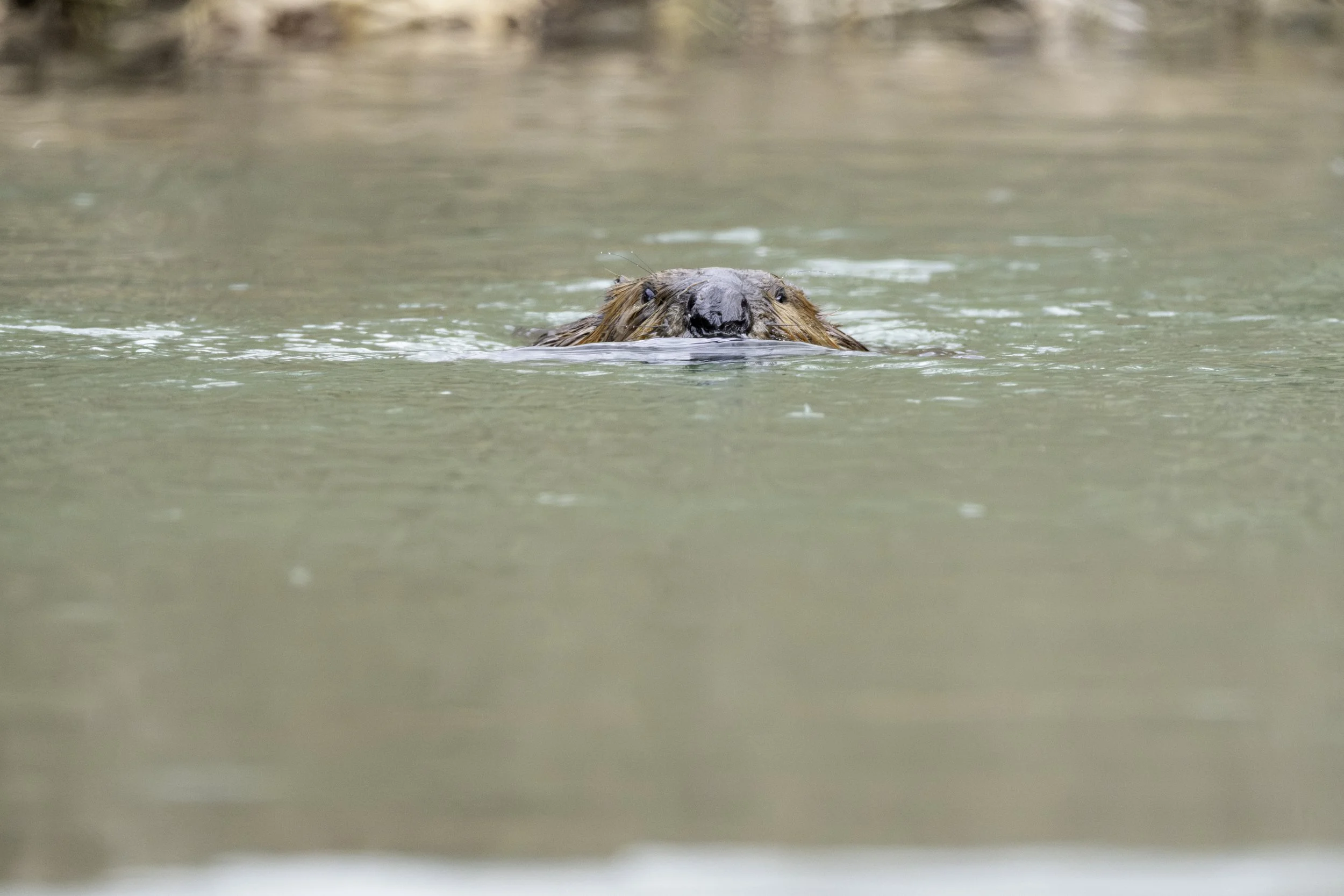 A capybara swimming in a body of water, with only its head visible above the surface.