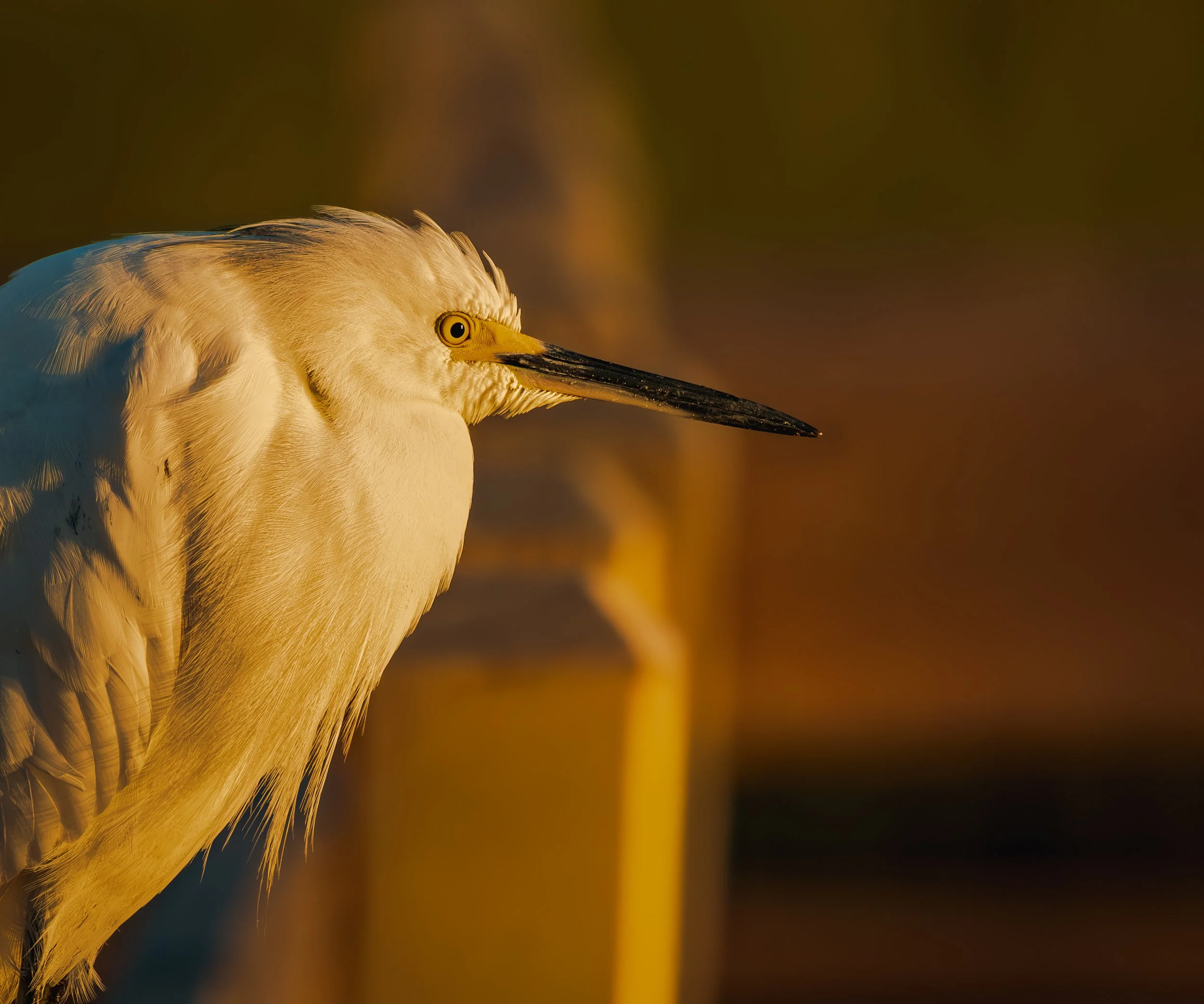Close-up of a great egret with a long black beak, white feathers, and yellow eyes, standing outdoors during sunset.