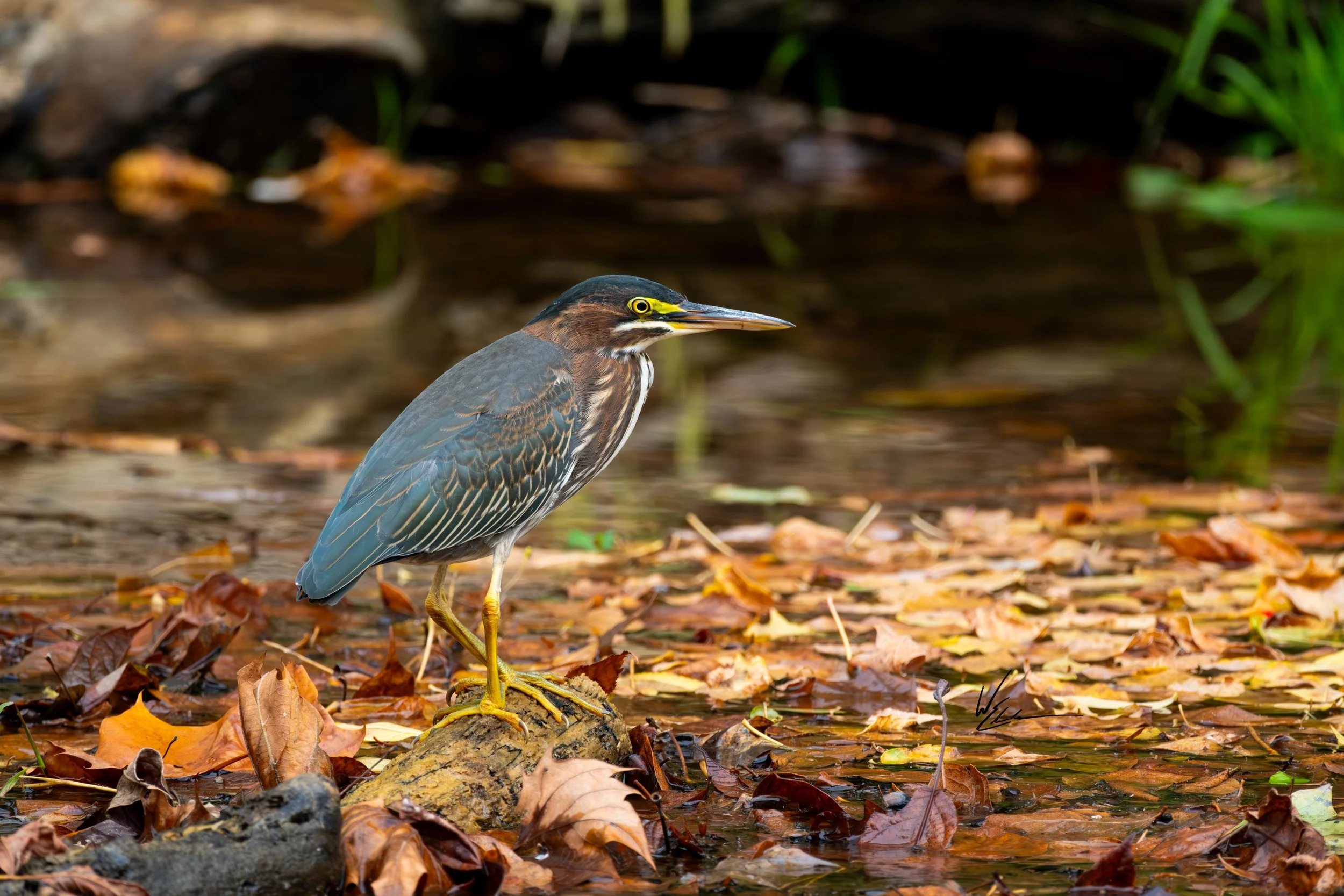 A bird standing on a log in a pond surrounded by fallen autumn leaves.
