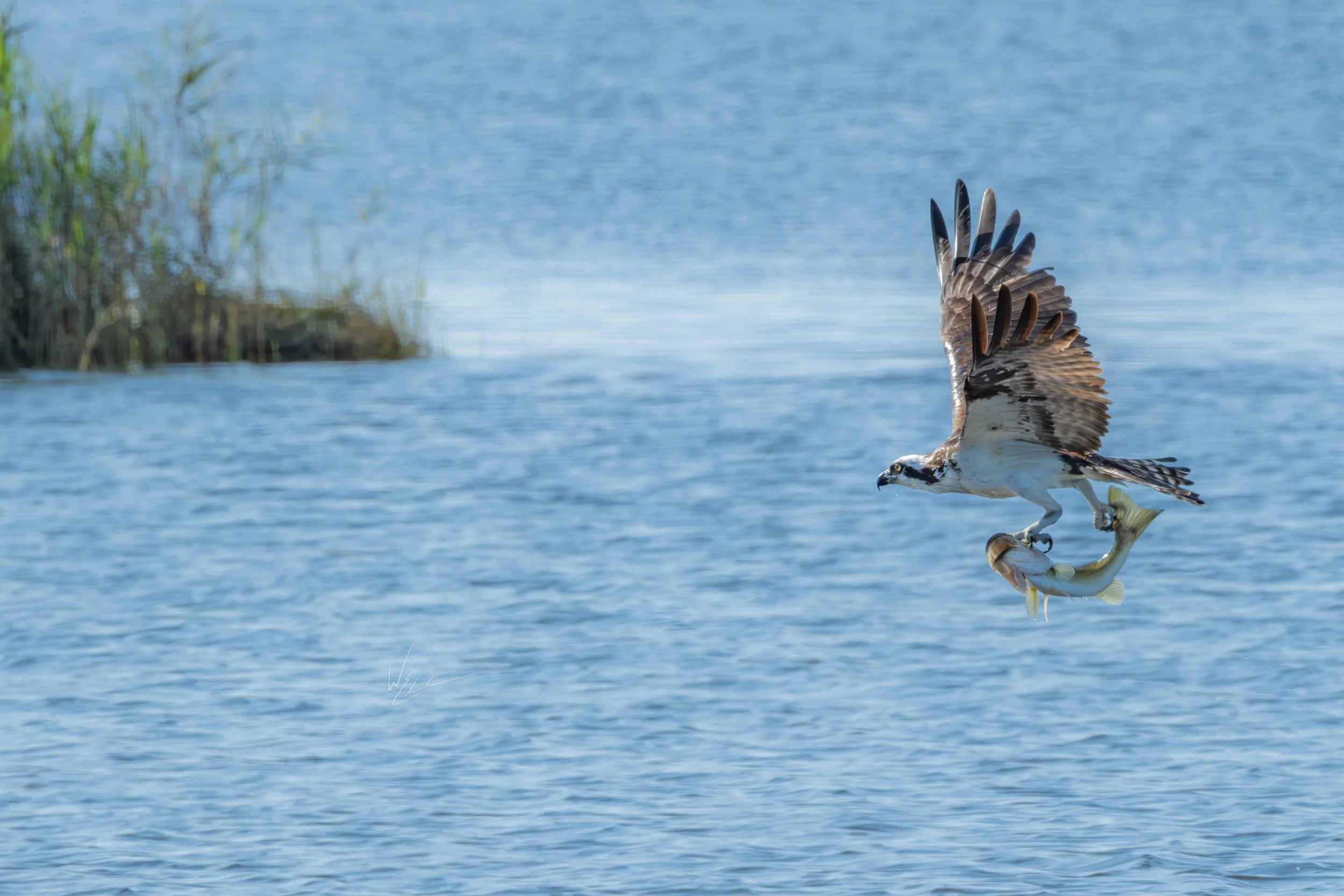 An osprey bird catching a fish in midair above a body of water.