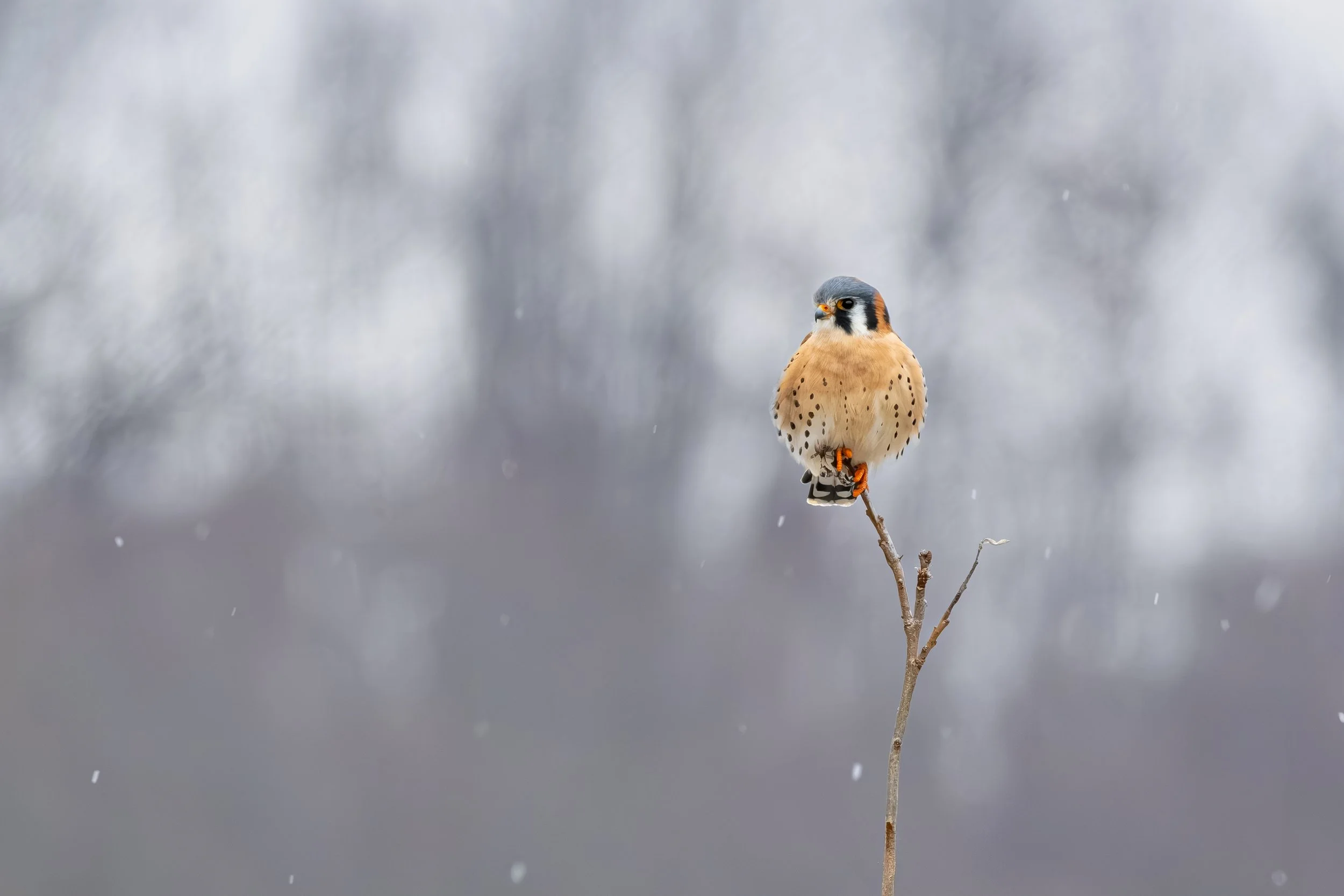 An American Kestrel perched on a small, leafless branch in a snowy winter landscape with a blurred gray background.