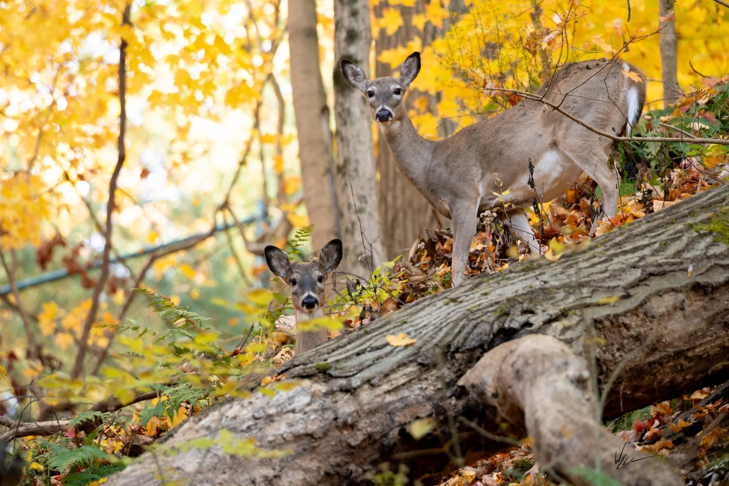 Two deer in a forest with fall foliage, one standing on a fallen log and the other looking out from behind bushes.