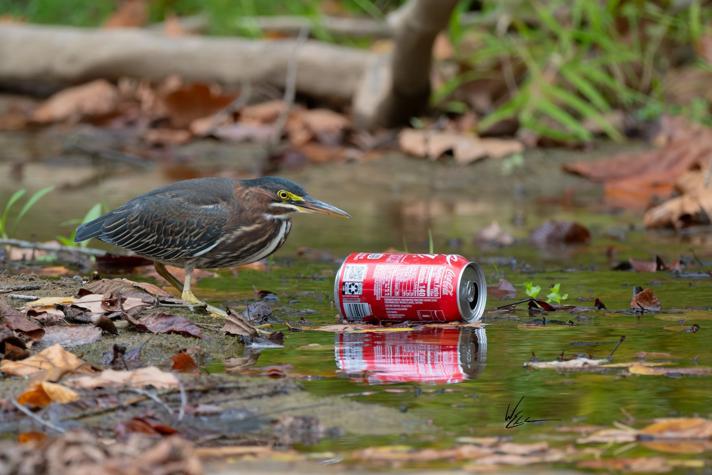 A bird standing at the edge of a small stream with a crushed soda can floating in the water, surrounded by fallen leaves and greenery.