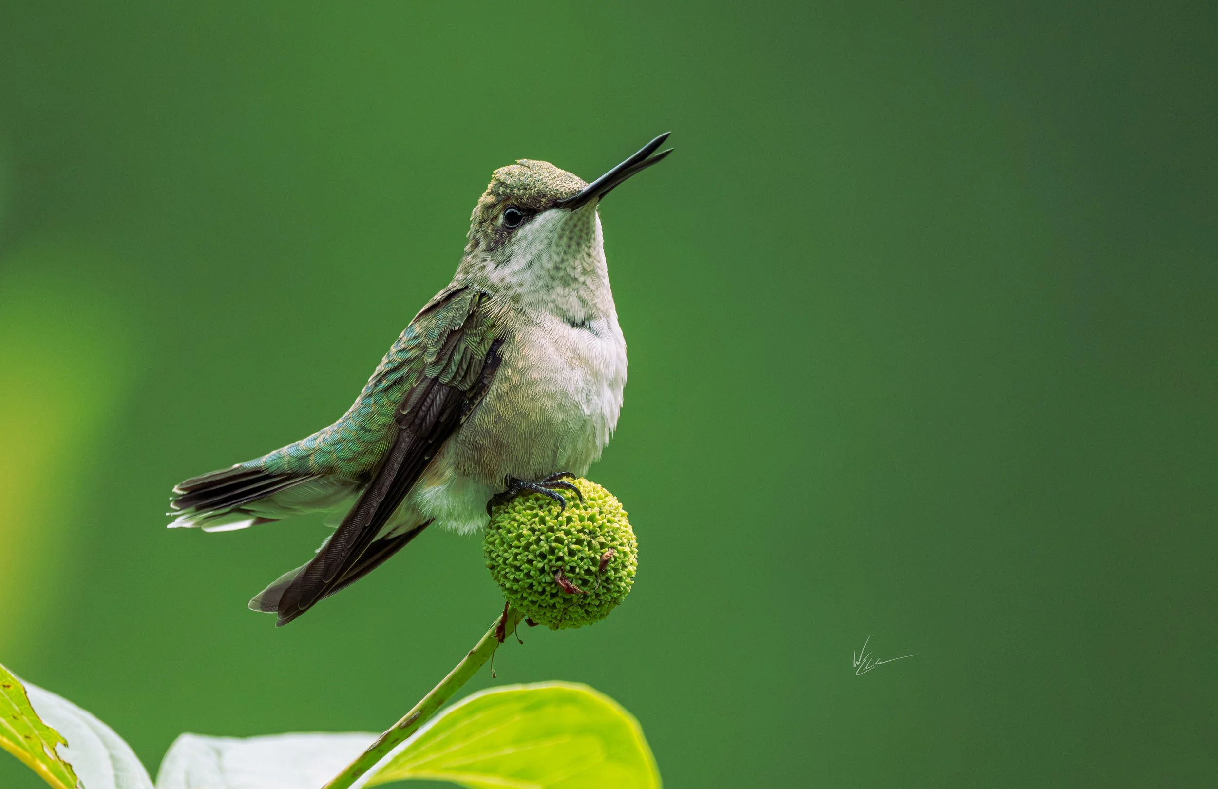 A hummingbird with green and white feathers perches on a green fruit, with a green blurred background.
