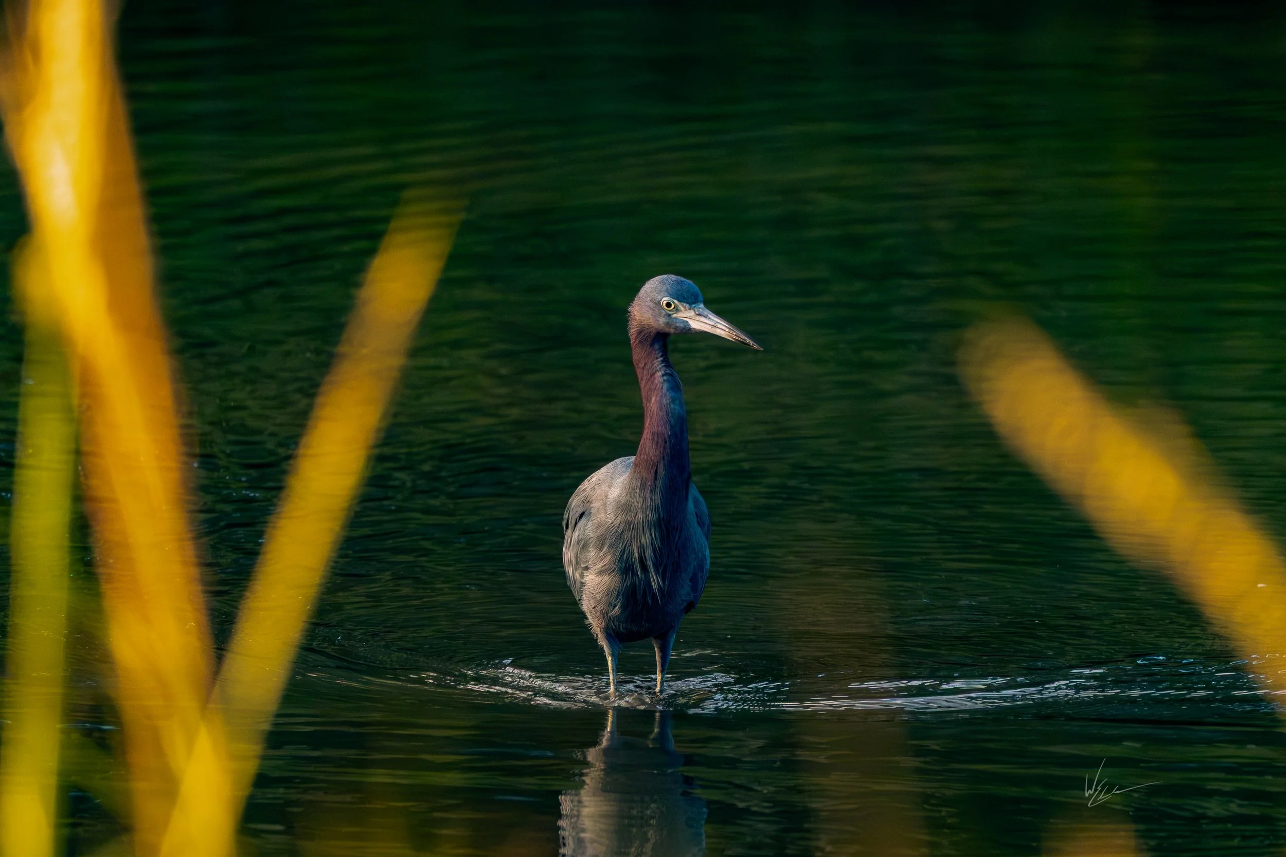 A dark heron standing in a calm body of water, surrounded by blurred yellow reeds.