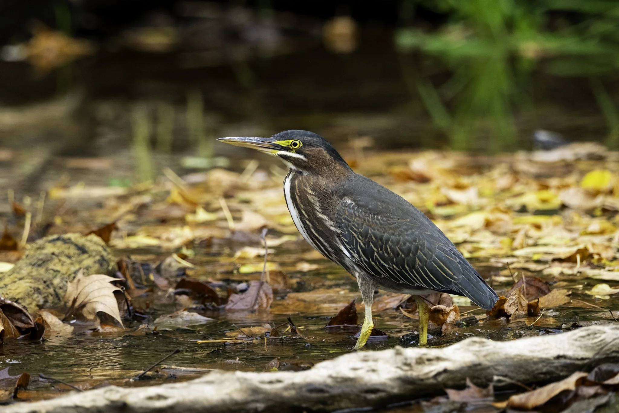 A heron standing in a shallow pond with fallen leaves, rocks, and a driftwood log, surrounded by a natural habitat.
