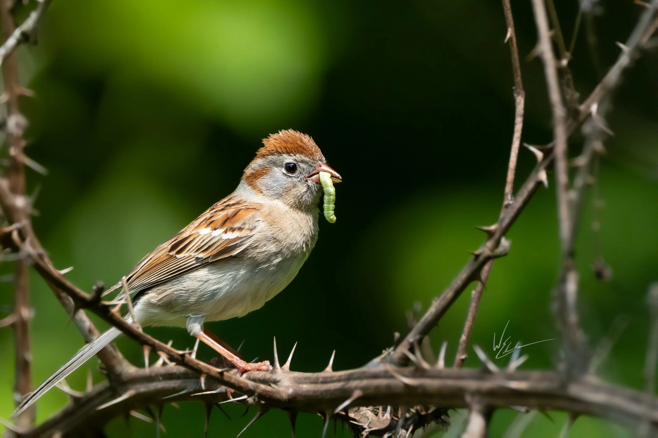 A small bird with brown and white feathers perched on a thorny branch, holding a green caterpillar in its beak against a blurred green background.