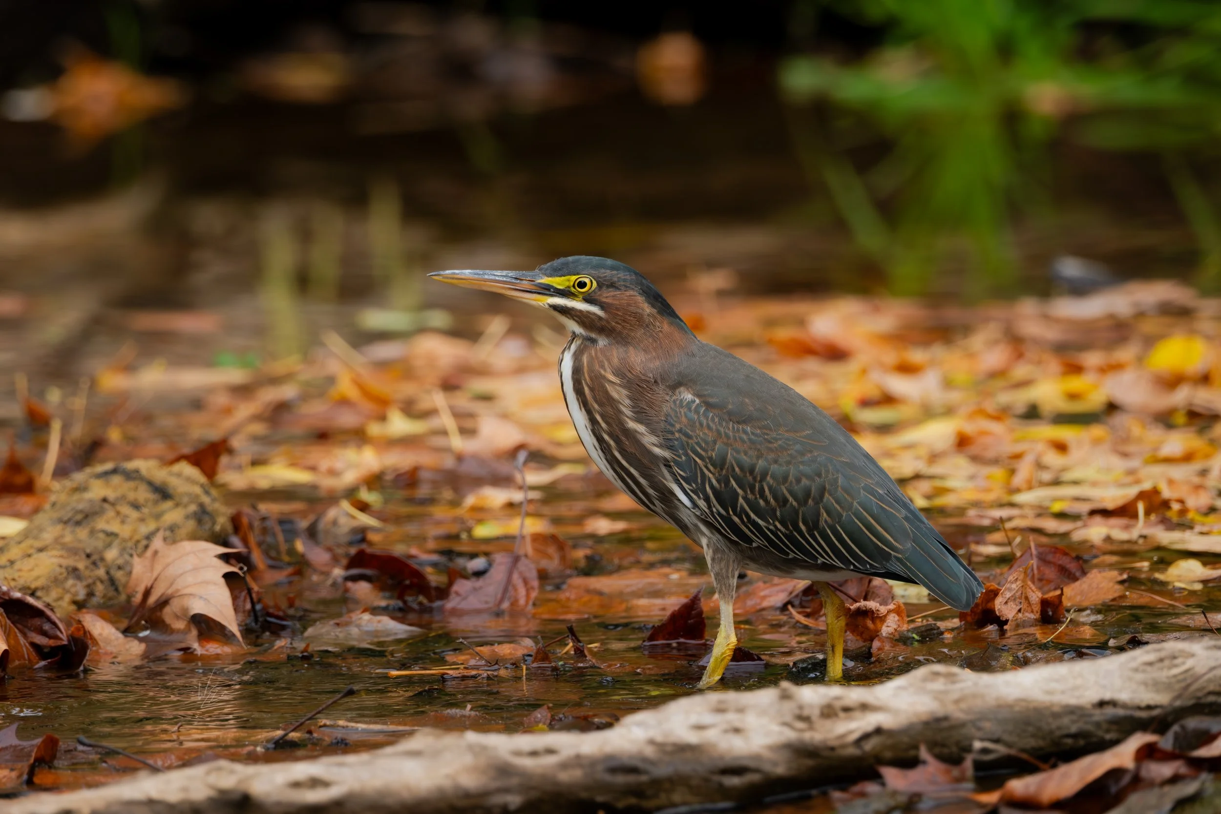 A bird, likely a green heron, standing in shallow water surrounded by fallen autumn leaves.