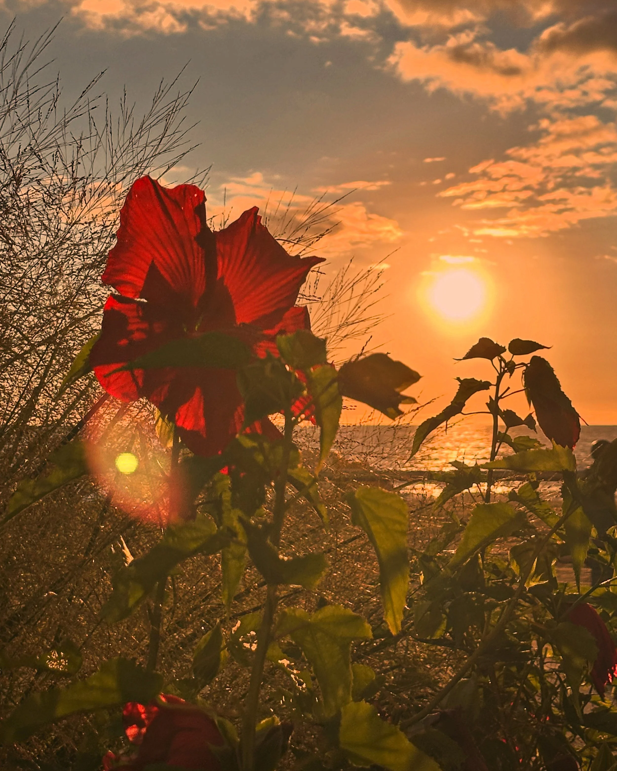 A vibrant red flower, likely a hibiscus, in front of a sunset over the water with a sunlit sky and scattered clouds. The scene includes leafy green plants and dried grasses near the shoreline.