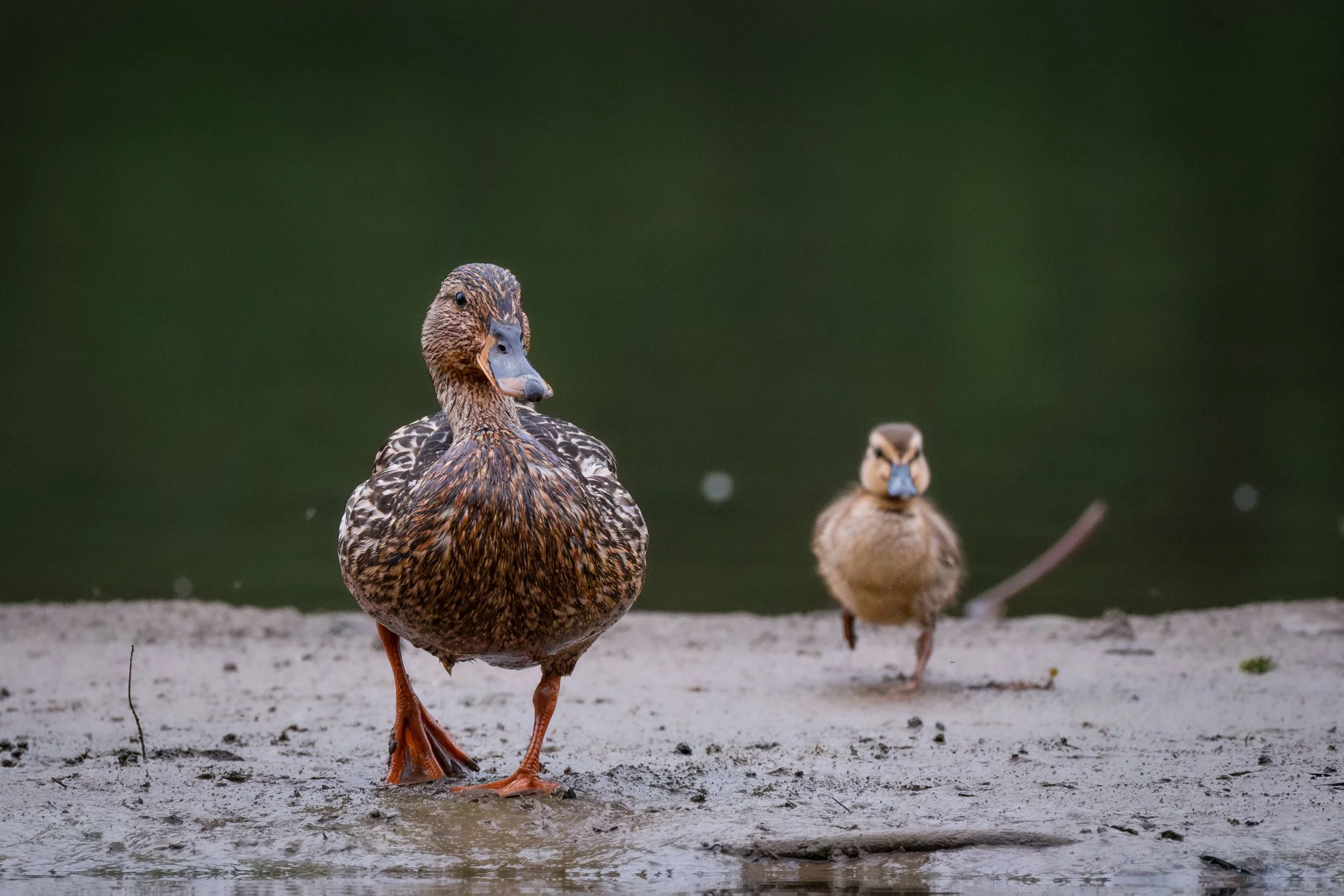 A pair of ducks walking on a muddy shoreline with green water in the background.