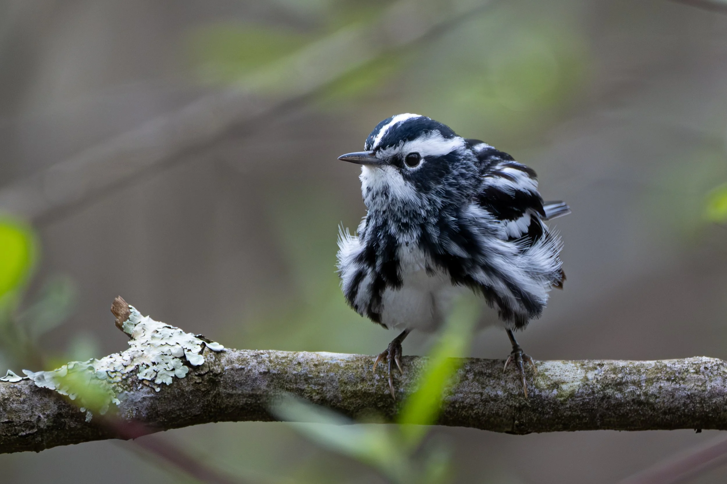A small black and white bird perched on a tree branch, with a blurred natural background.