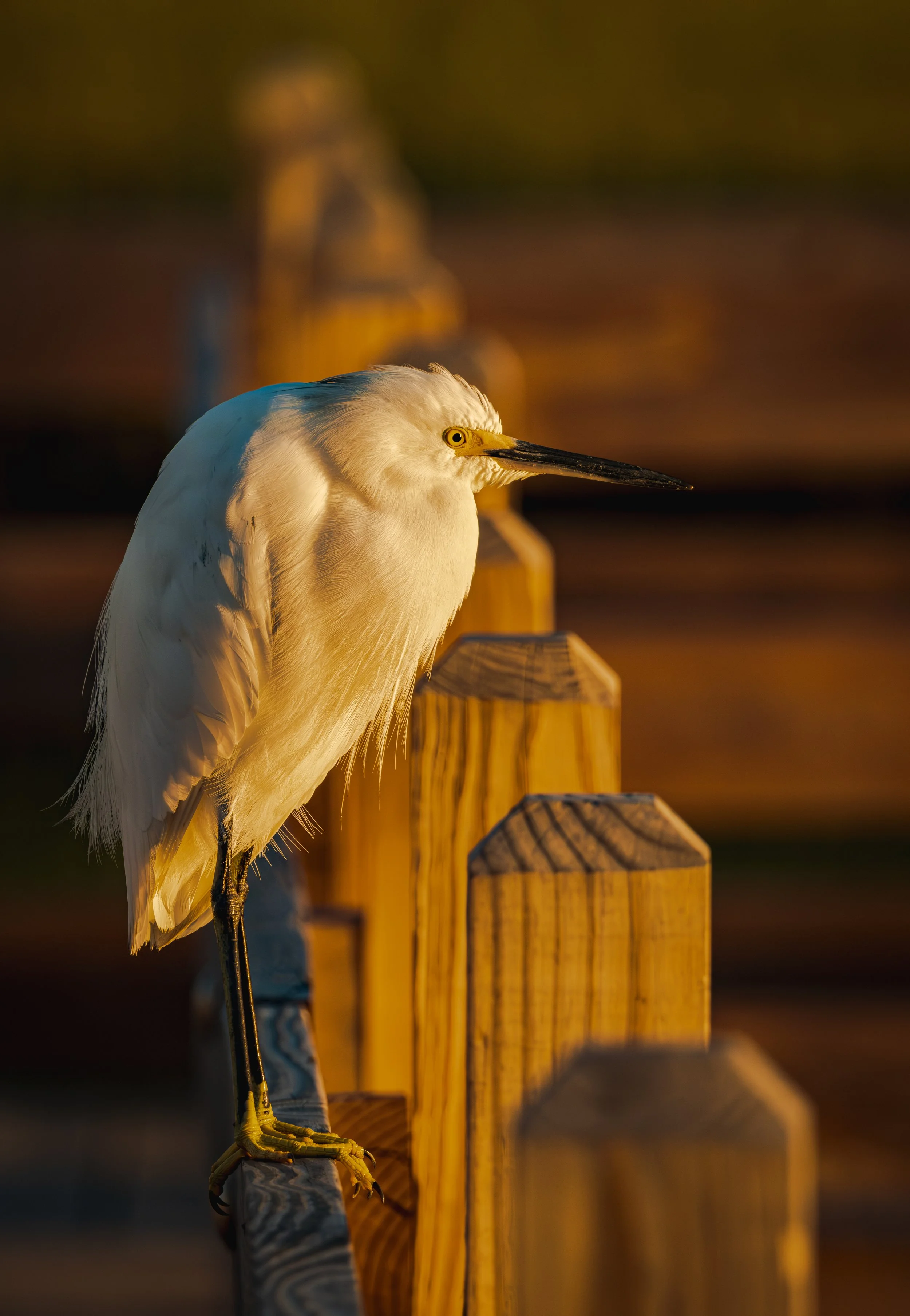 A white heron standing on a wooden railing during sunset, with a blurred background.