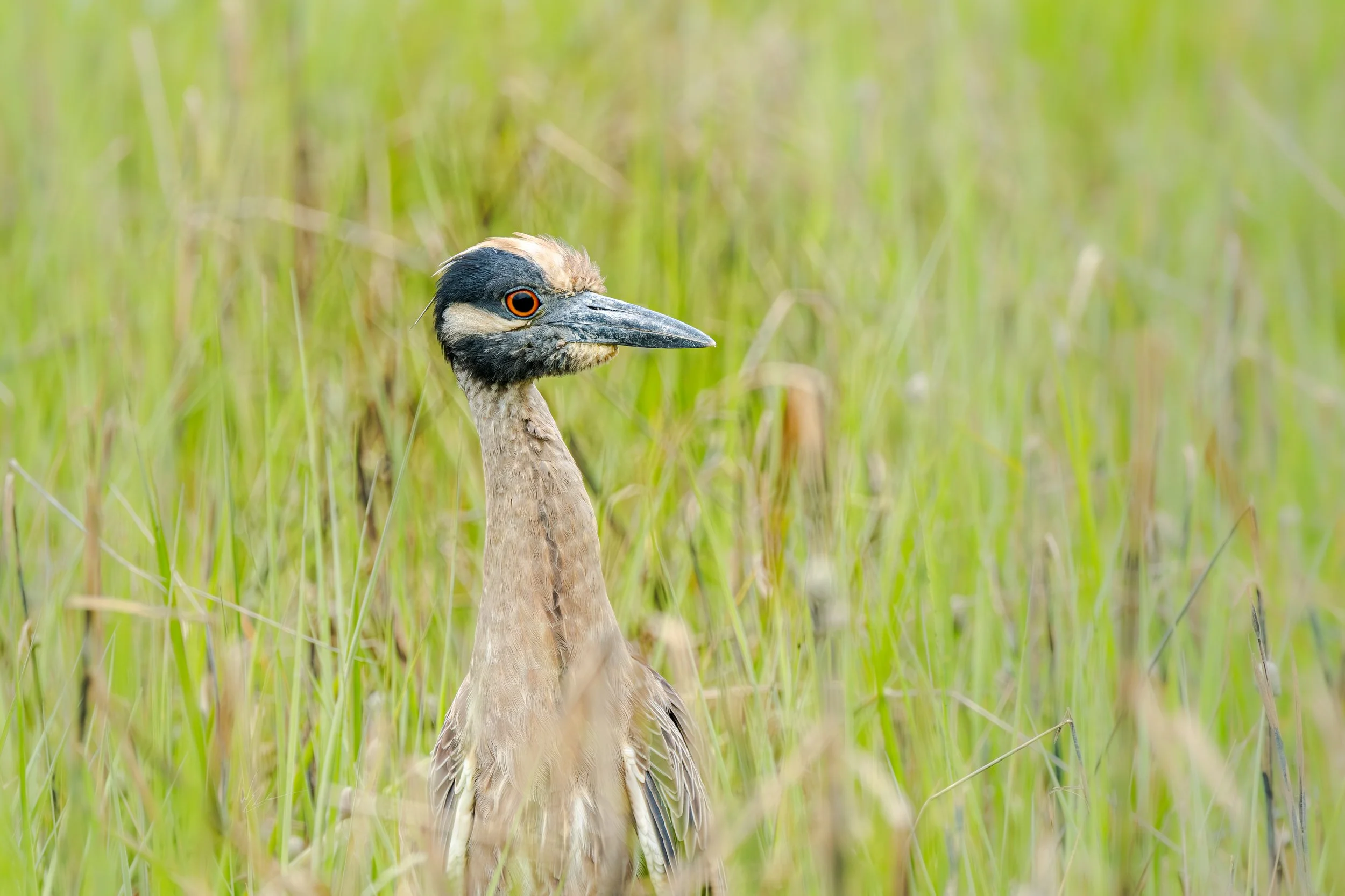 A bird with a long beak, black and beige face, and orange-ringed eye, standing in tall green grass.