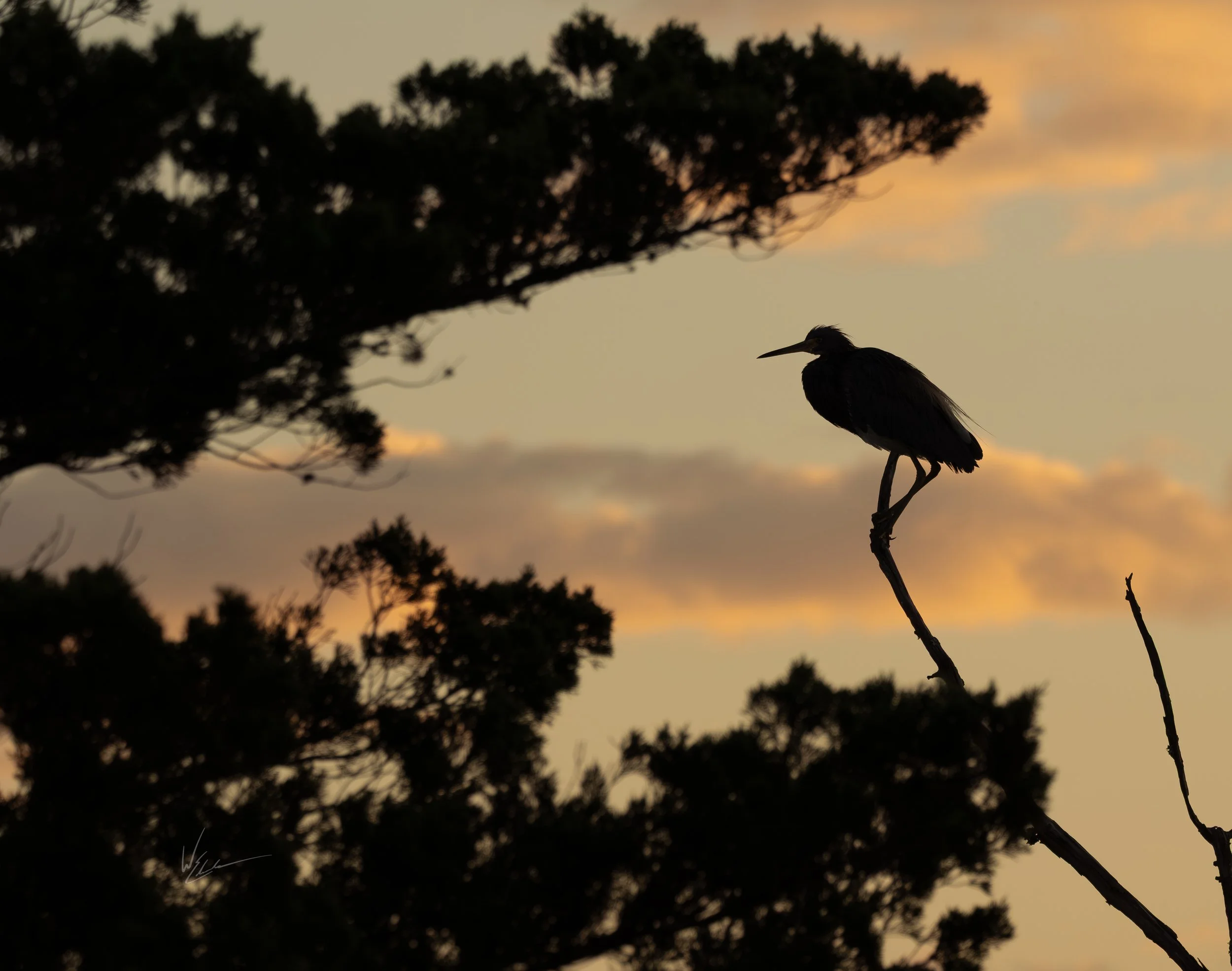 Silhouette of a heron perched on a branch against a sunset sky with clouds