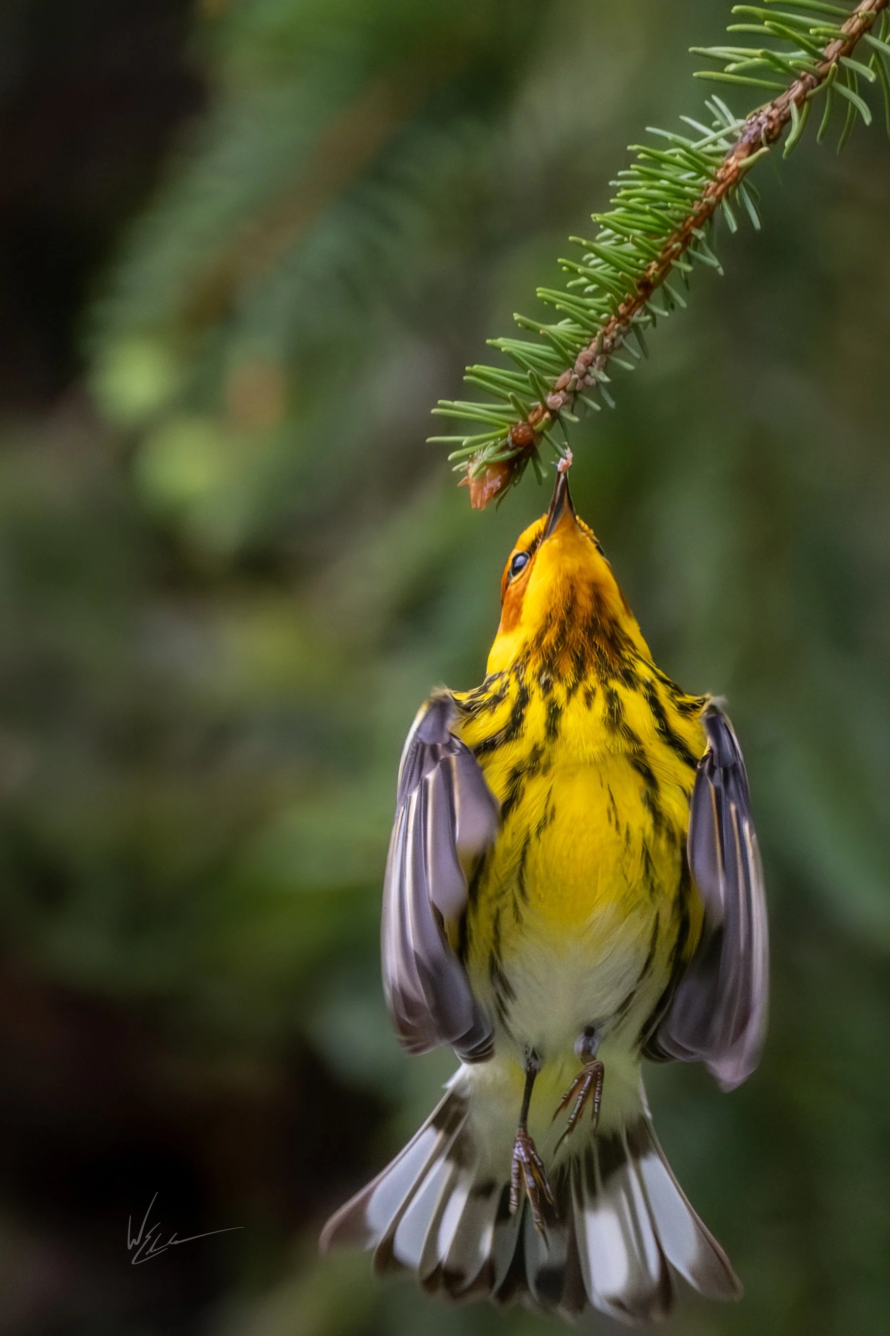 A yellow bird with black streaks hanging upside down from a pine tree branch.