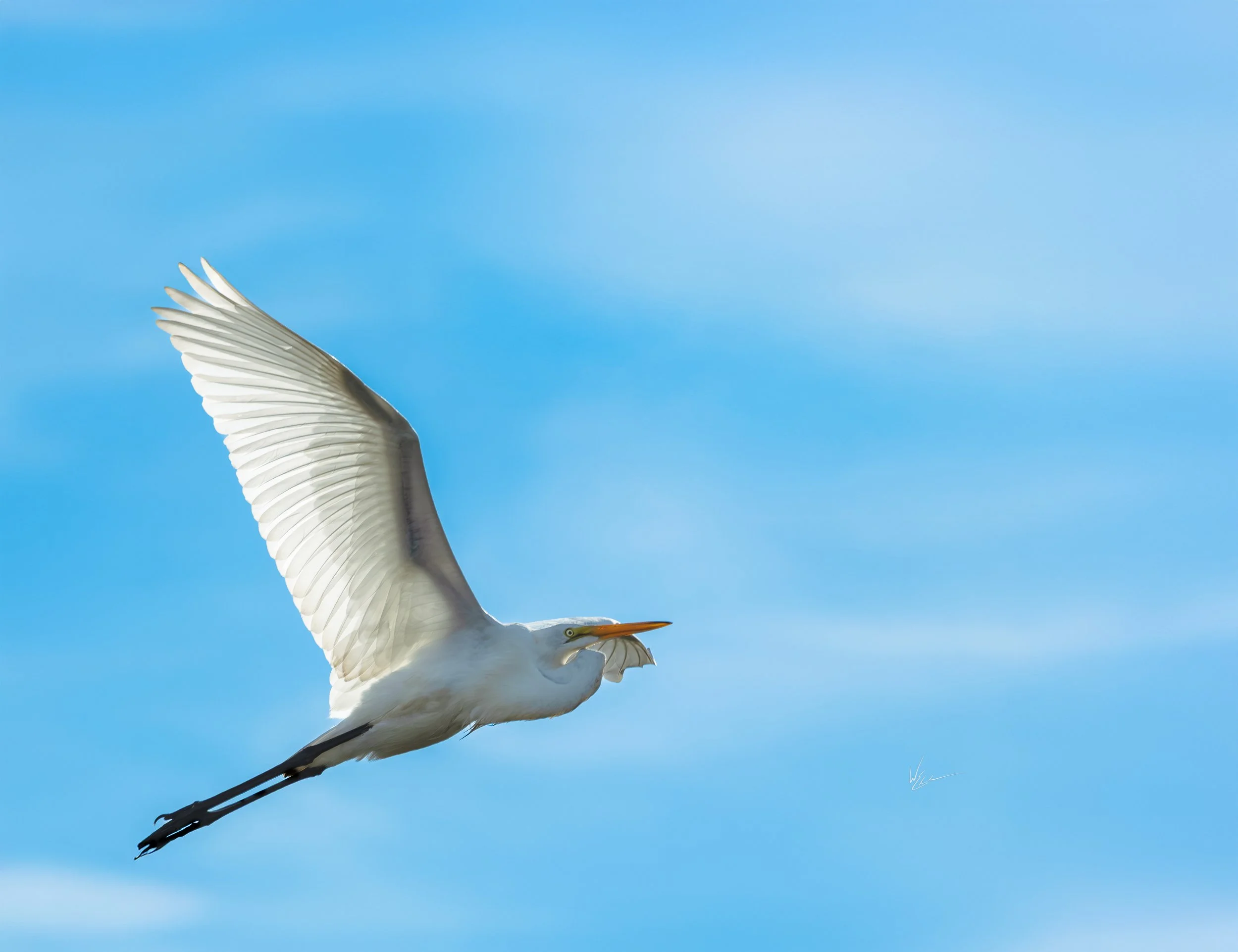 A white heron with outstretched wings flying in a clear blue sky.