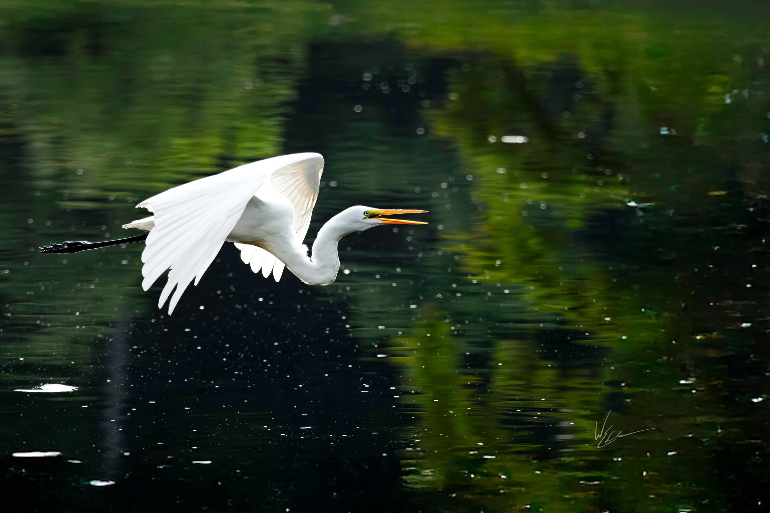 A white heron flying over a dark water body with a blurred green reflection in the background.