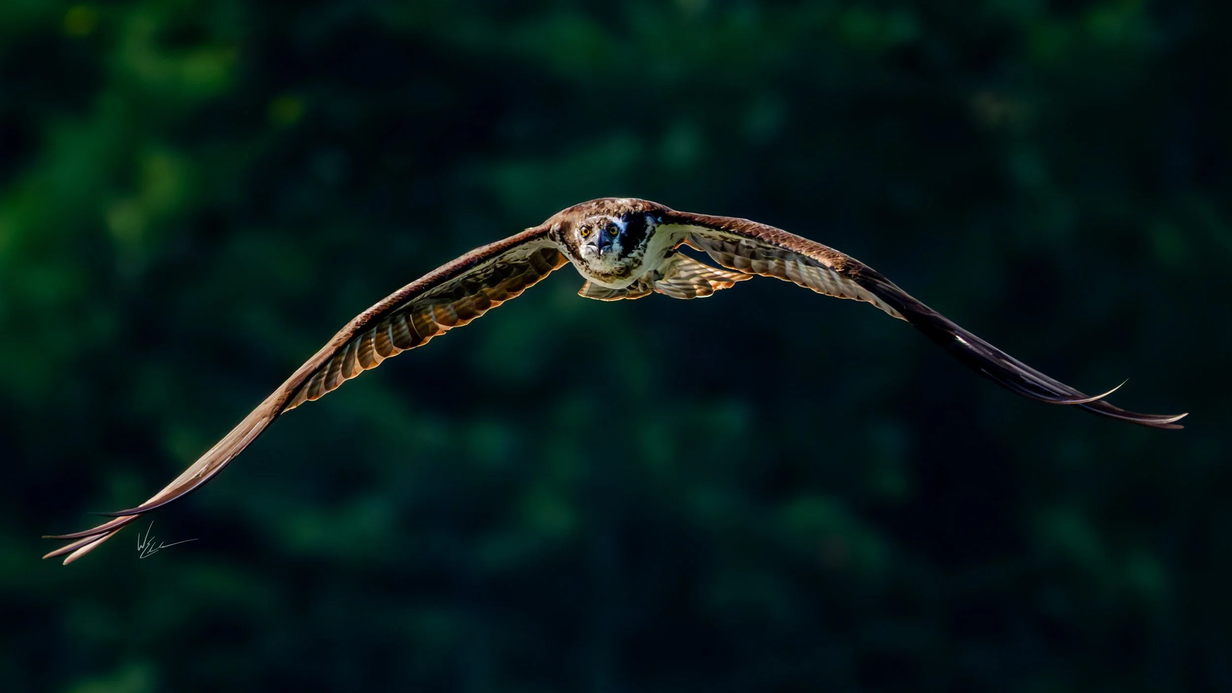 A bird of prey in flight with dark green foliage blurred in the background.