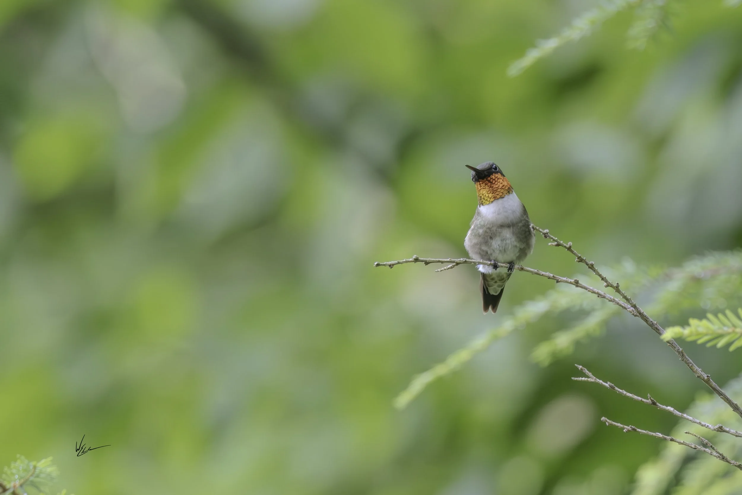 A small bird with a bright orange throat and black head perched on a thin branch with blurred green foliage in the background.