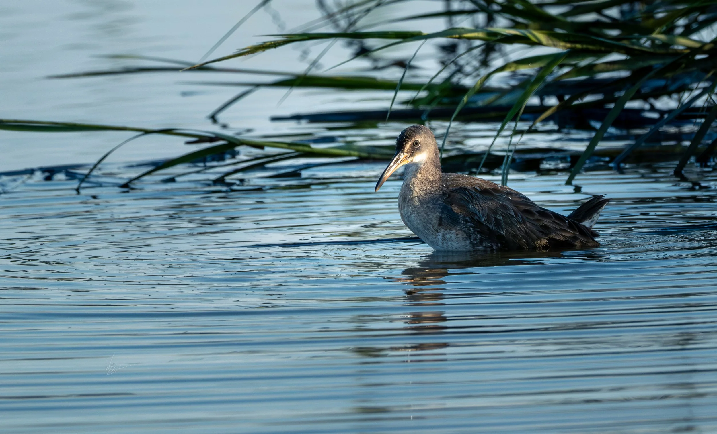 A bird with a long, curved beak swimming in a calm body of water with tall grass in the background.