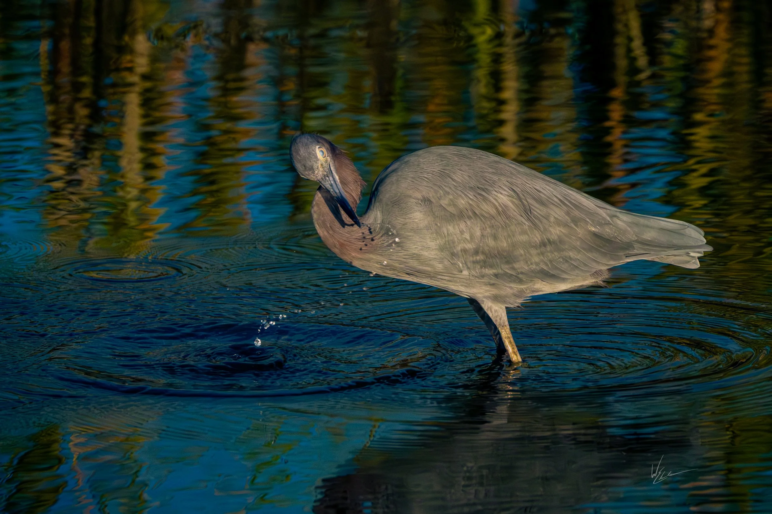 A heron standing in water, preening itself with its beak.