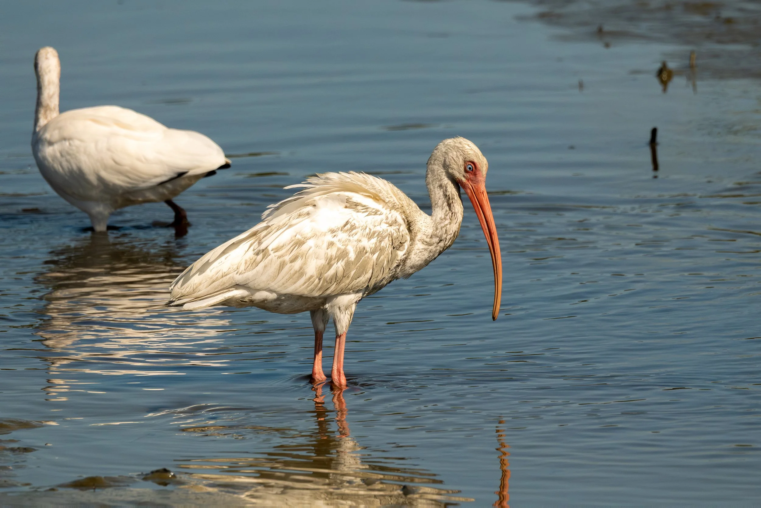 A white pelican standing in shallow water with a long orange bill, and another white bird in the background.