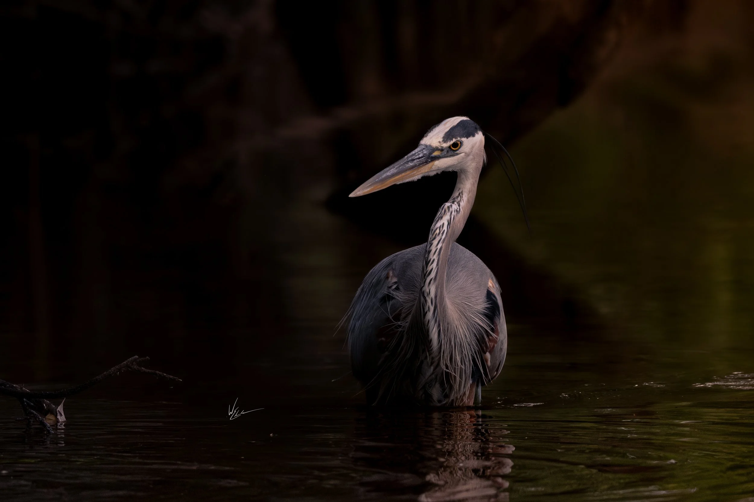 A heron standing in dark water with a blurred background.