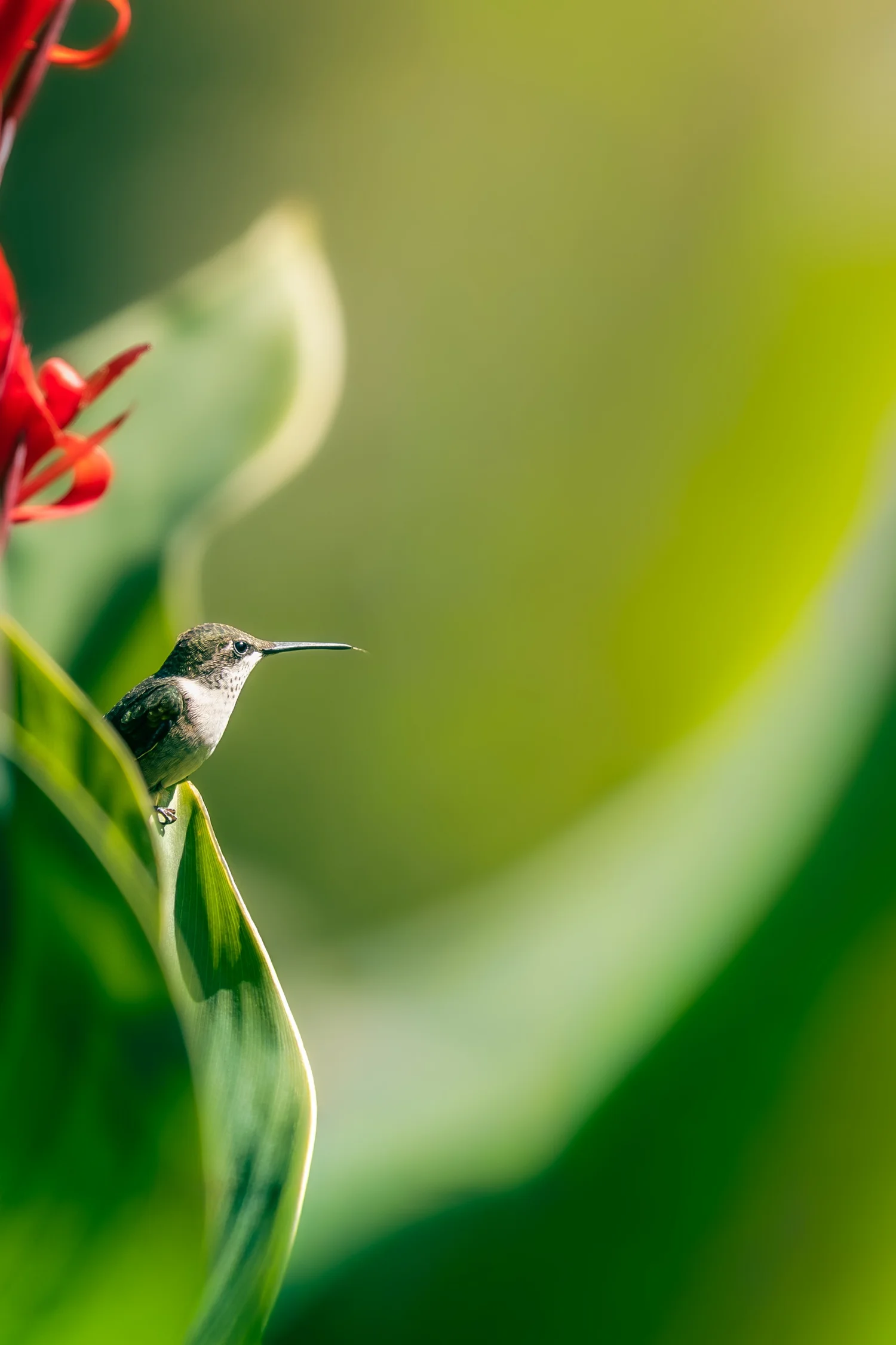 Ruby-throated Hummingbird (Archilochus colubris) — A small hummingbird waits within a broad sweep of leaves and red flowers.