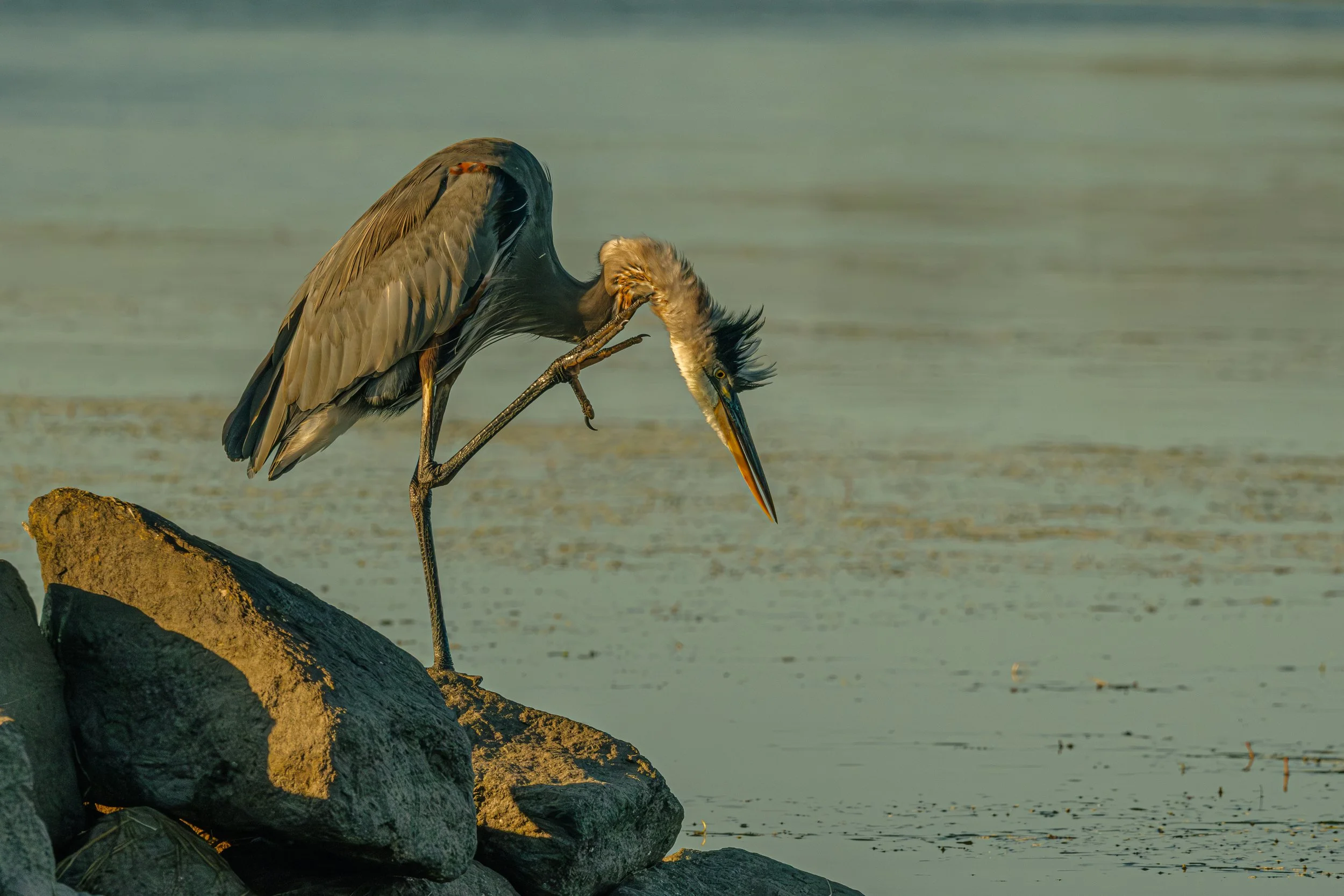 A heron standing on rocks by the water, preening its feathers with its beak.