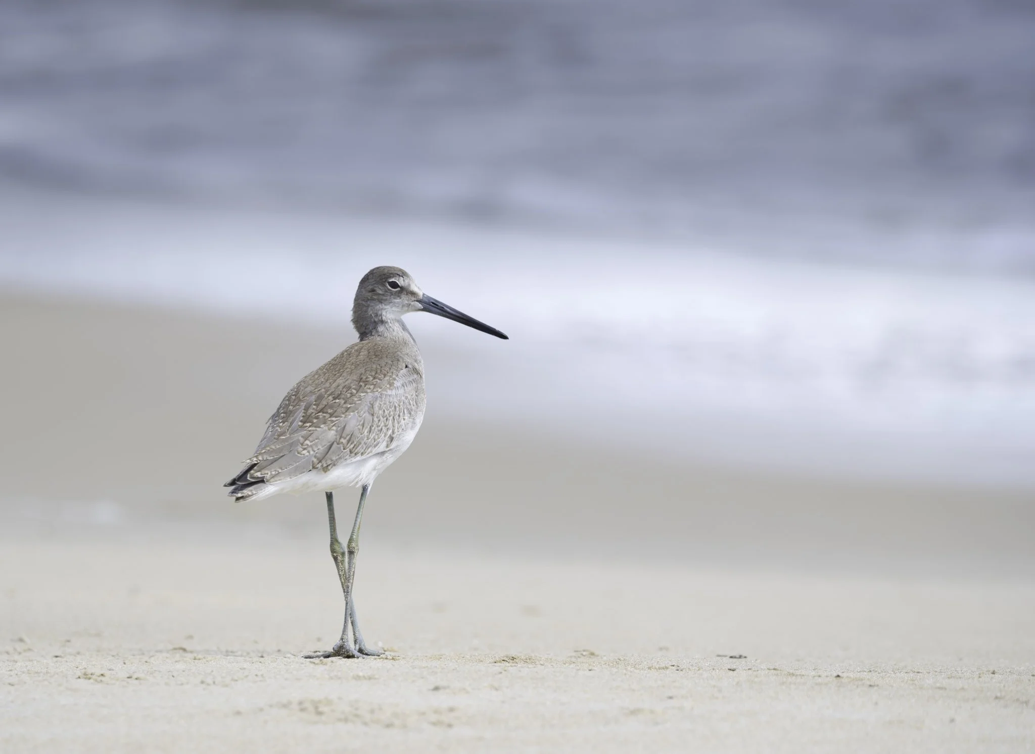 A solitary shorebird, likely a willet, standing on sandy beach near ocean waves.
