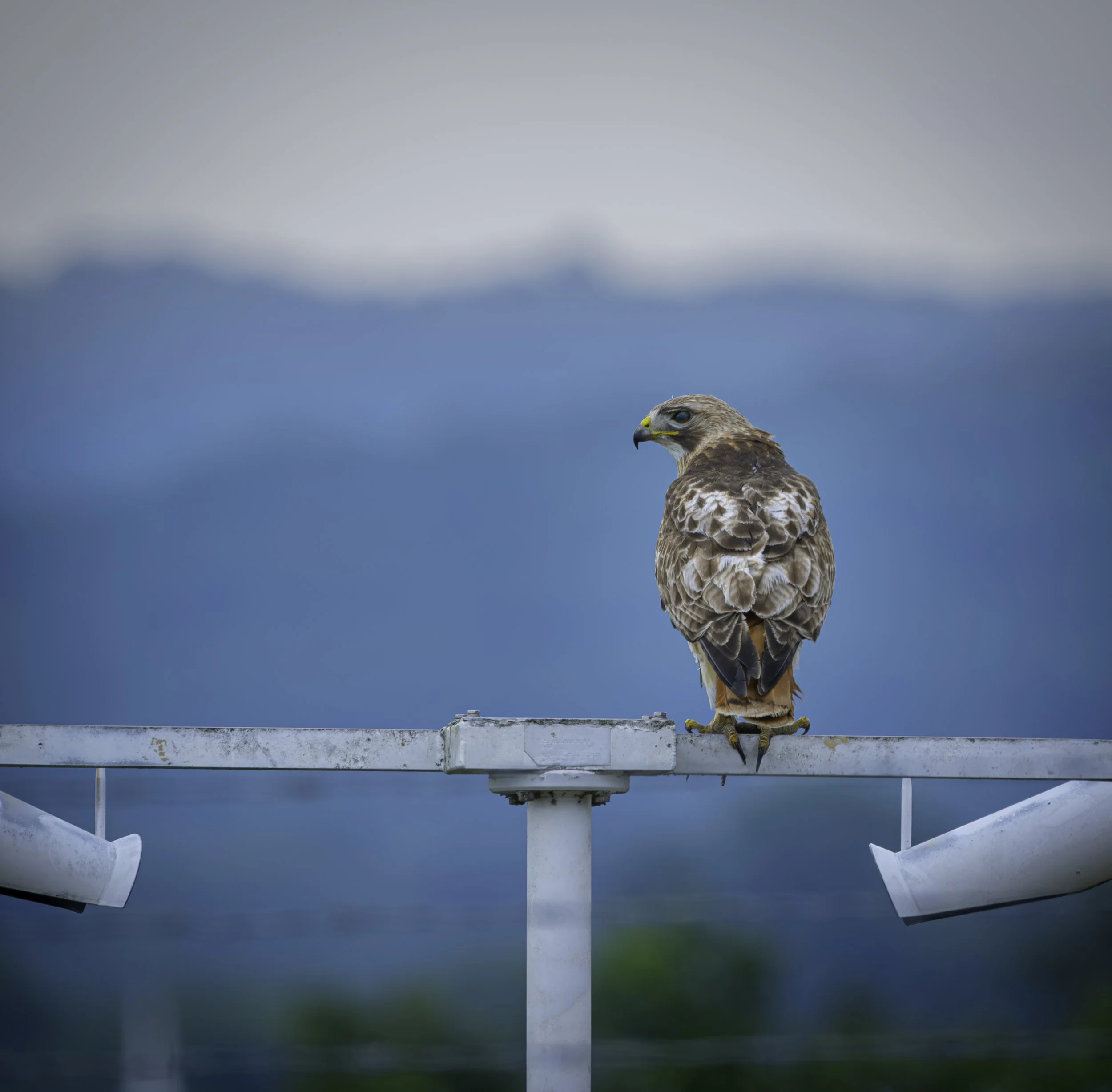 A bird of prey, likely a hawk or similar species, perched on a metal structure against a cloudy sky and distant mountains.