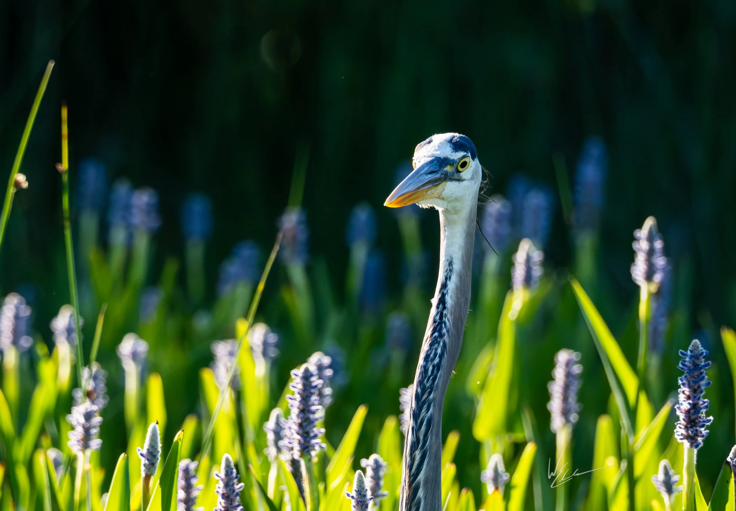 A heron standing among purple and green plants in a natural outdoor setting.