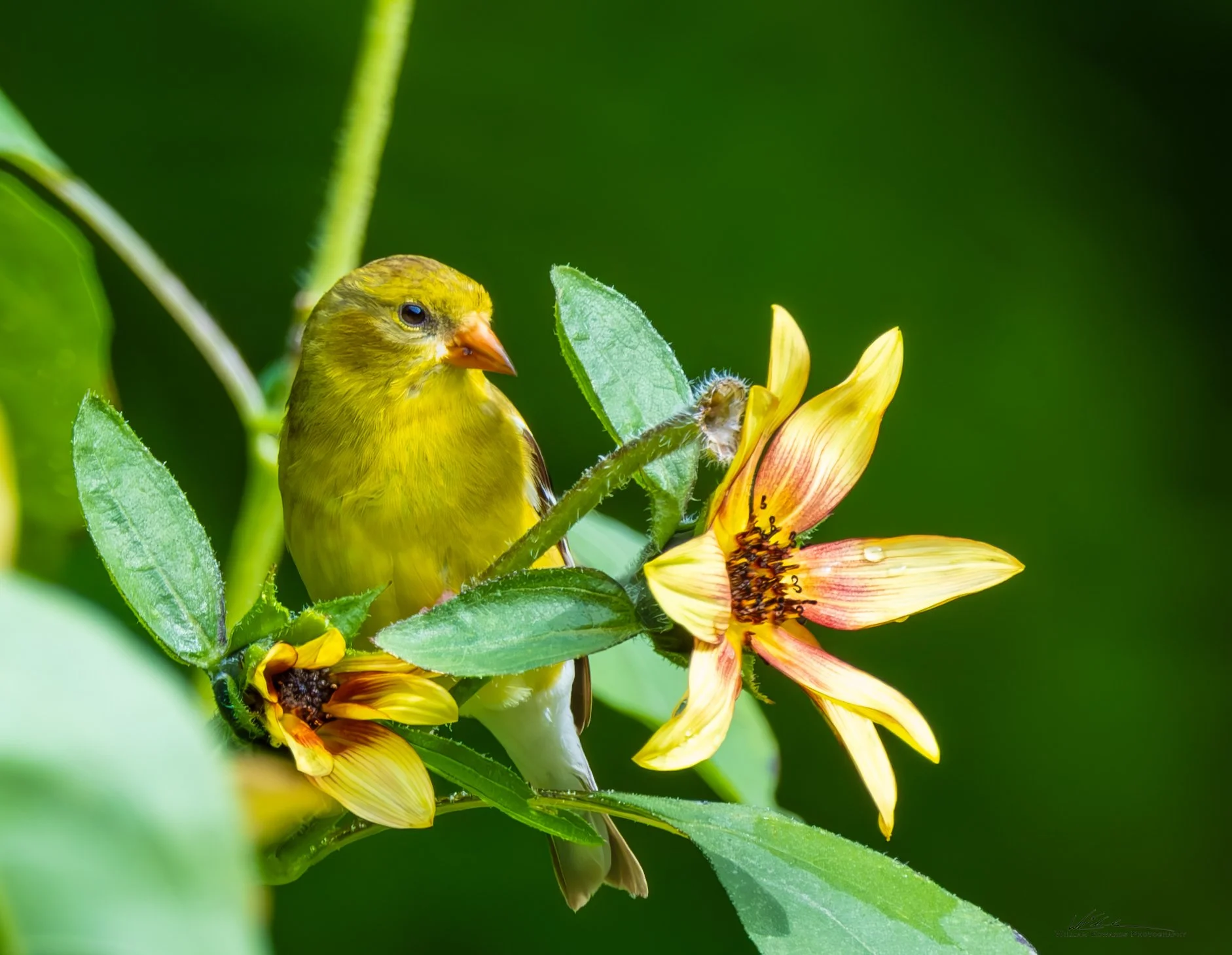 Yellow bird perched on green leafy branch with yellow and orange flower against dark green background.
