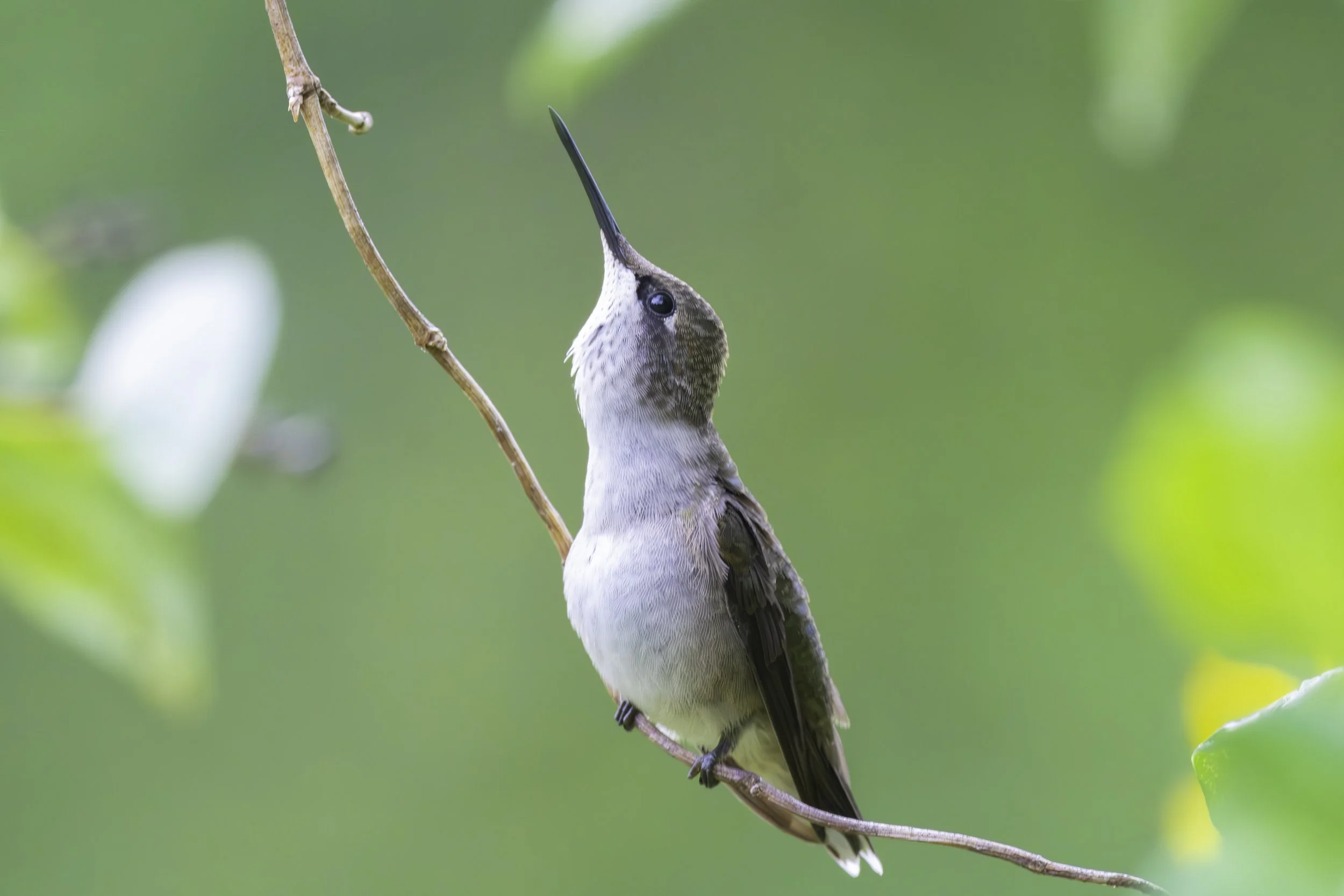 A hummingbird perched on a thin branch with a green blurred background.
